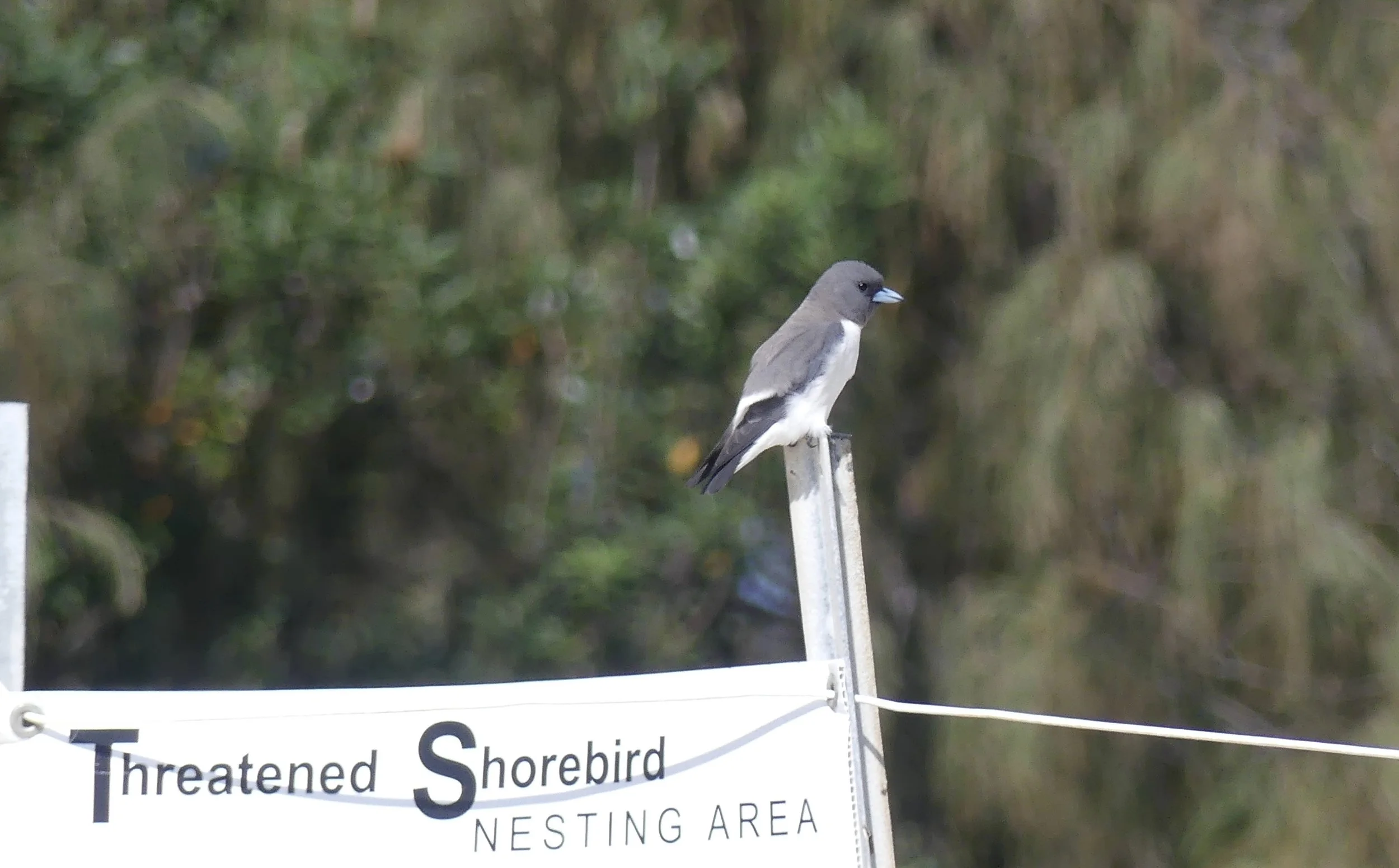 White-breasted Woodswallow