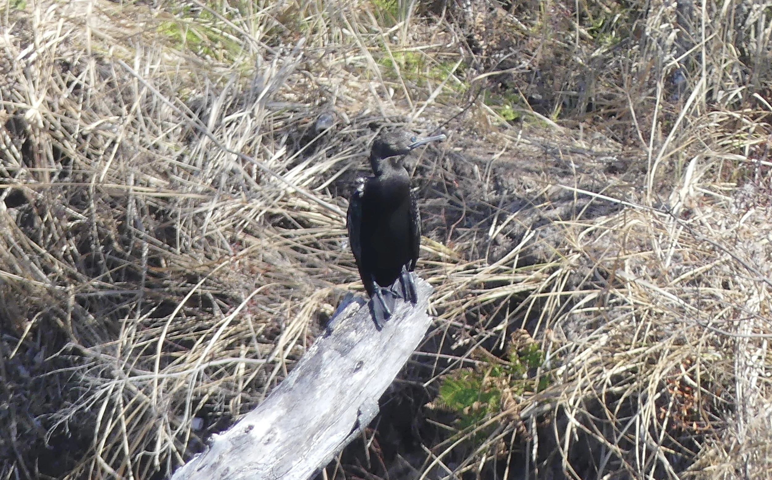 Little Black Cormorant