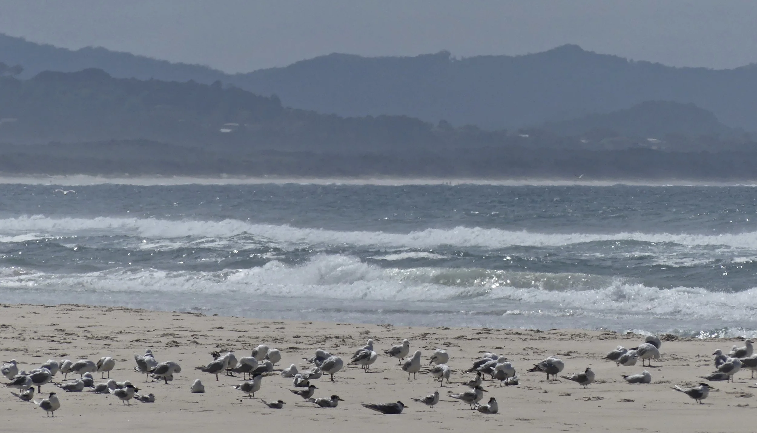 Silver Gulls and Crested Terns