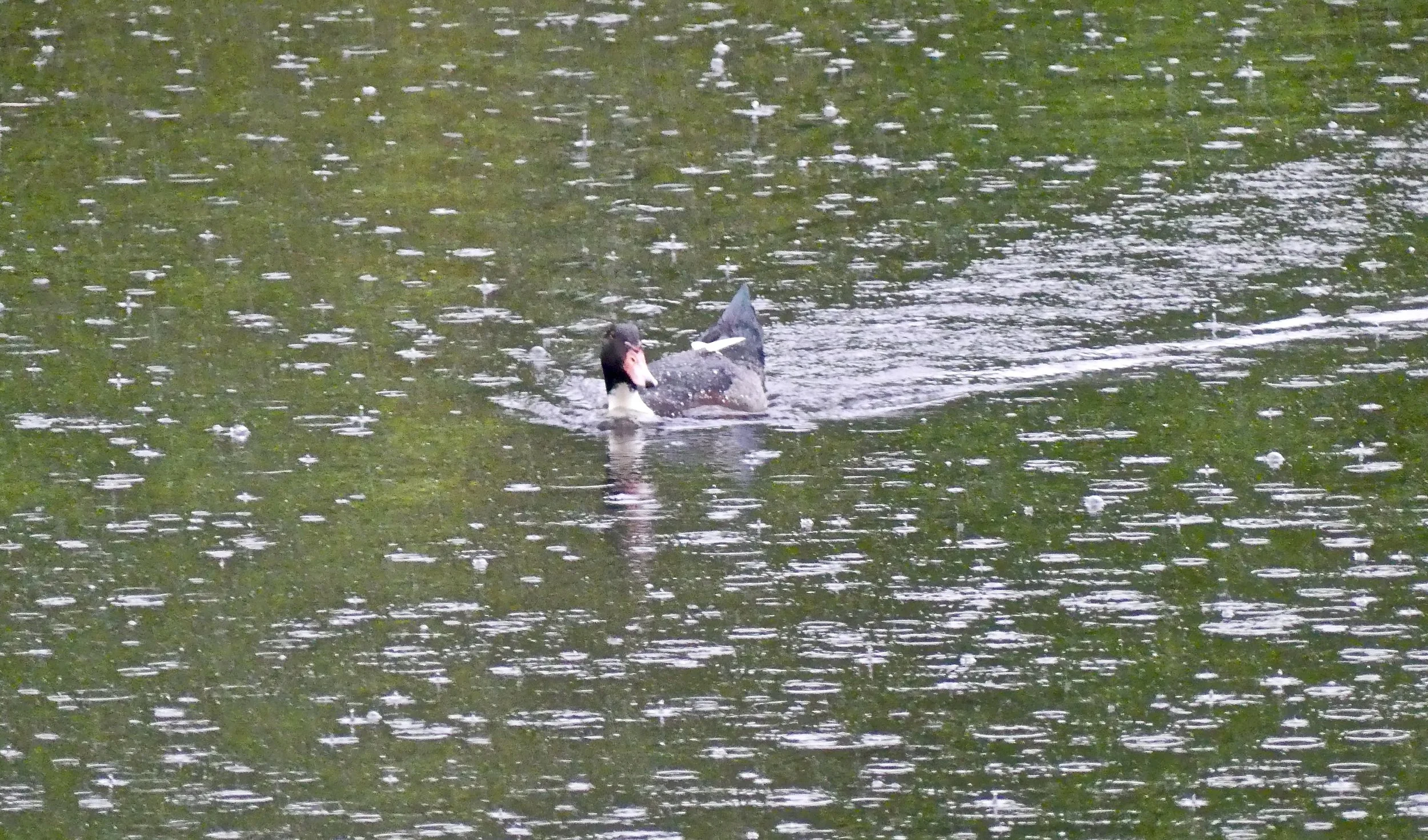 Duck in raindrops
