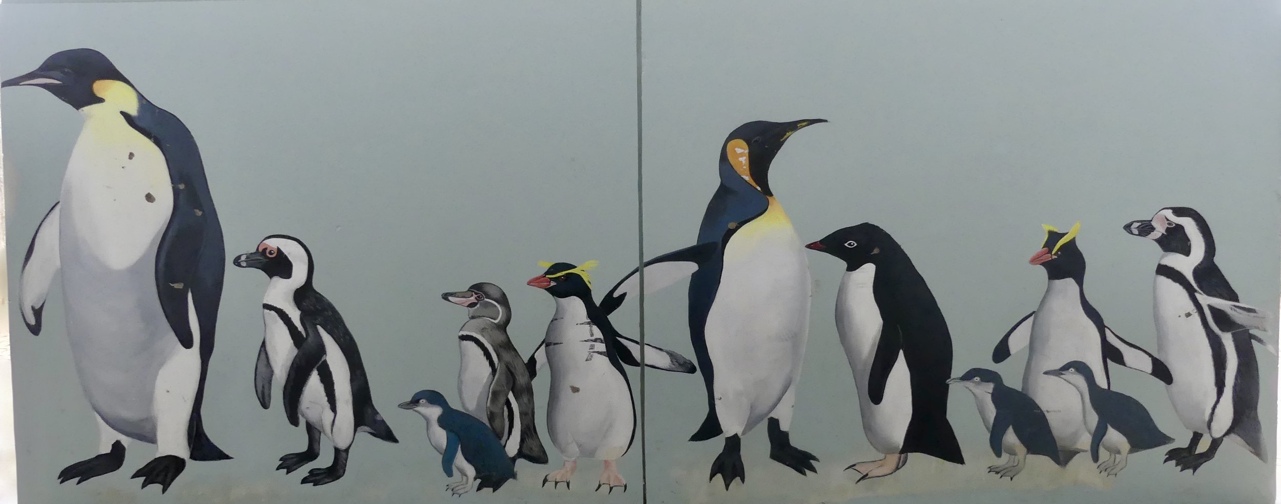You won't be surprised to learn that Little Penguins are the smallest of the world's penguins