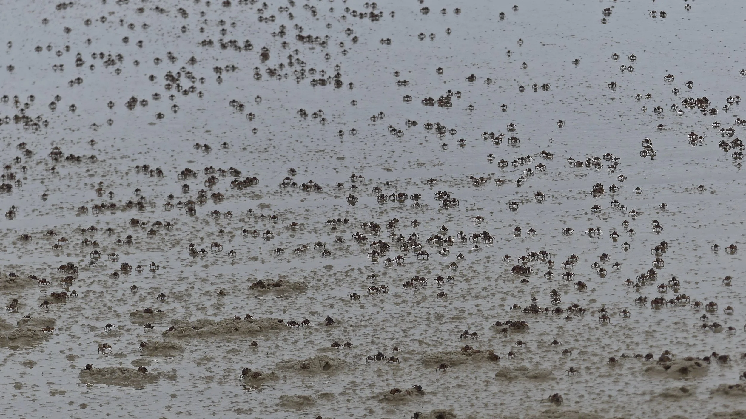 How many crabs?