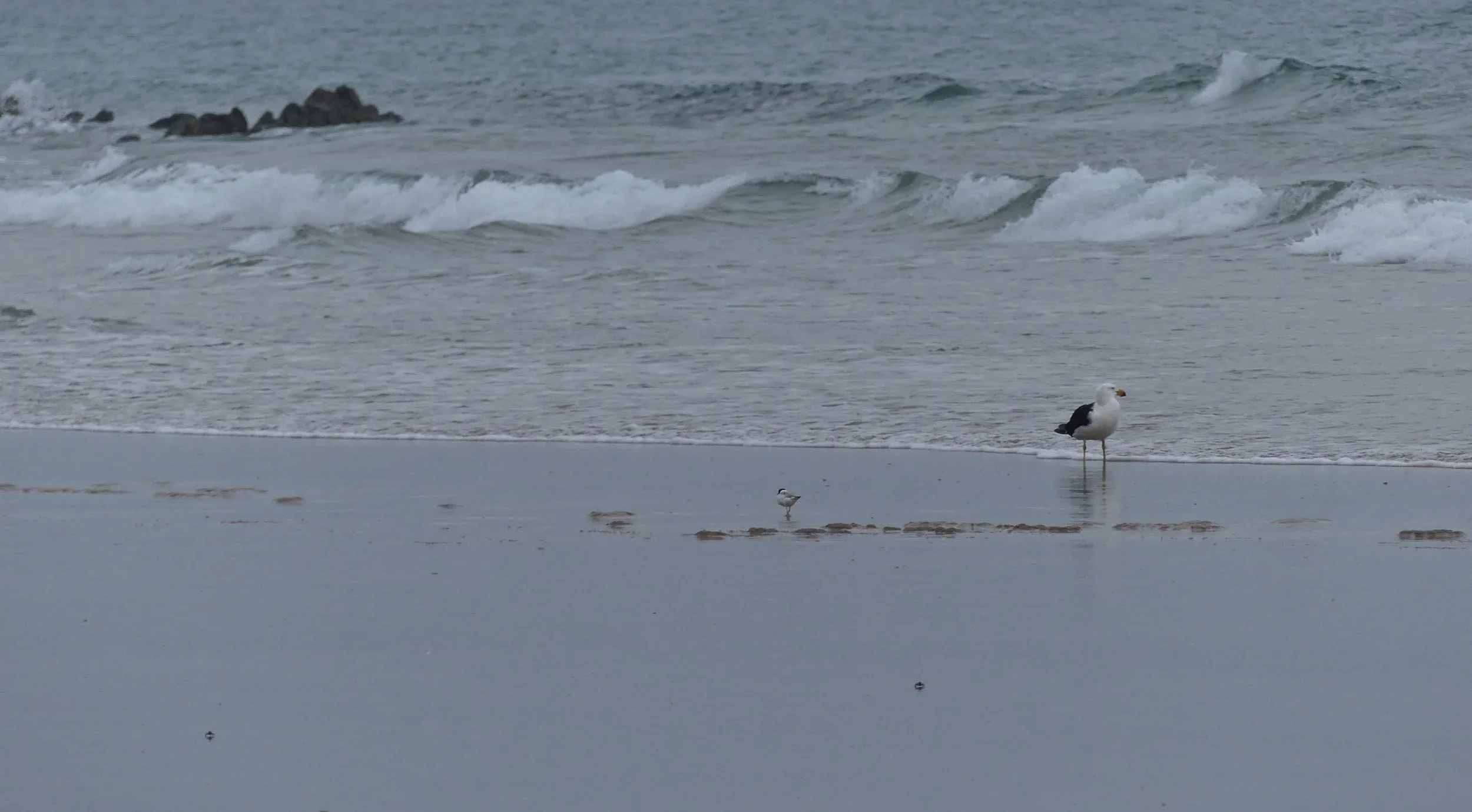 Pacific Gull, Hooded Plover and two crabs