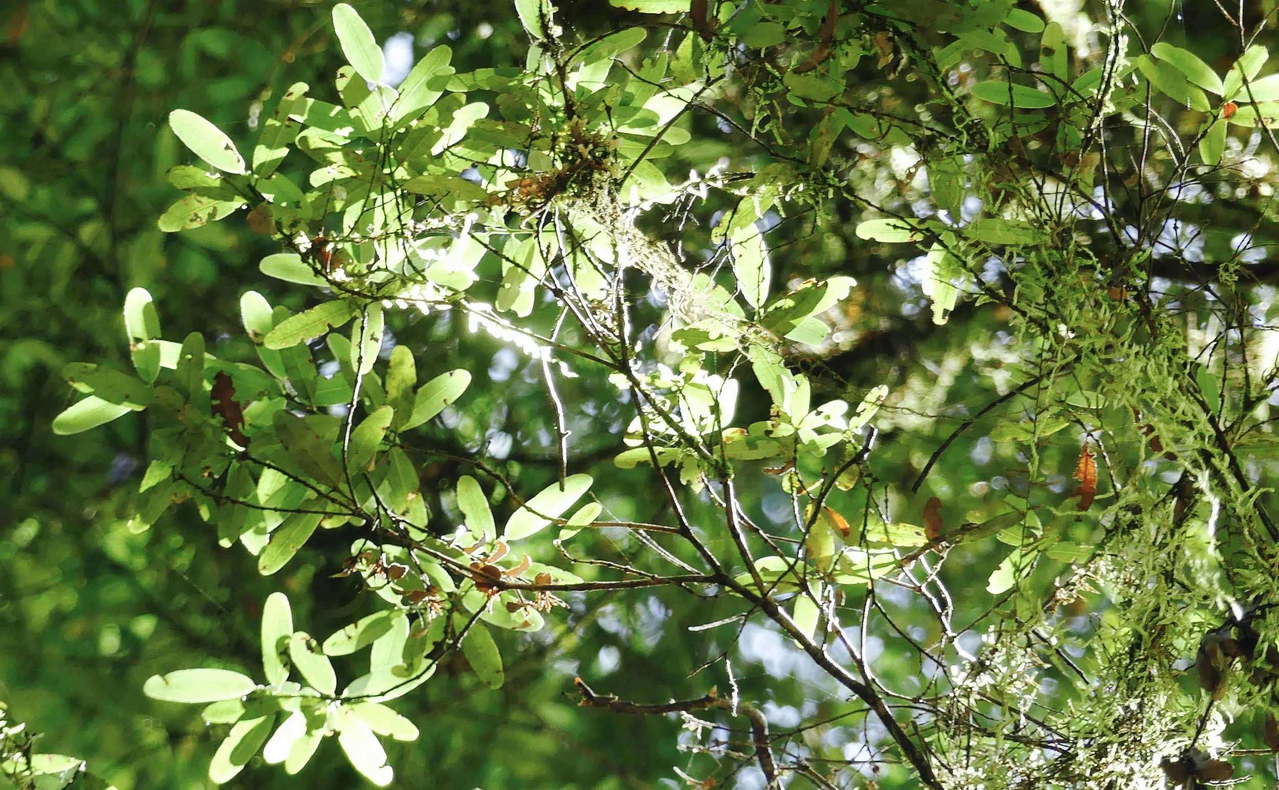 Paddle-shaped Leatherwood leaves
