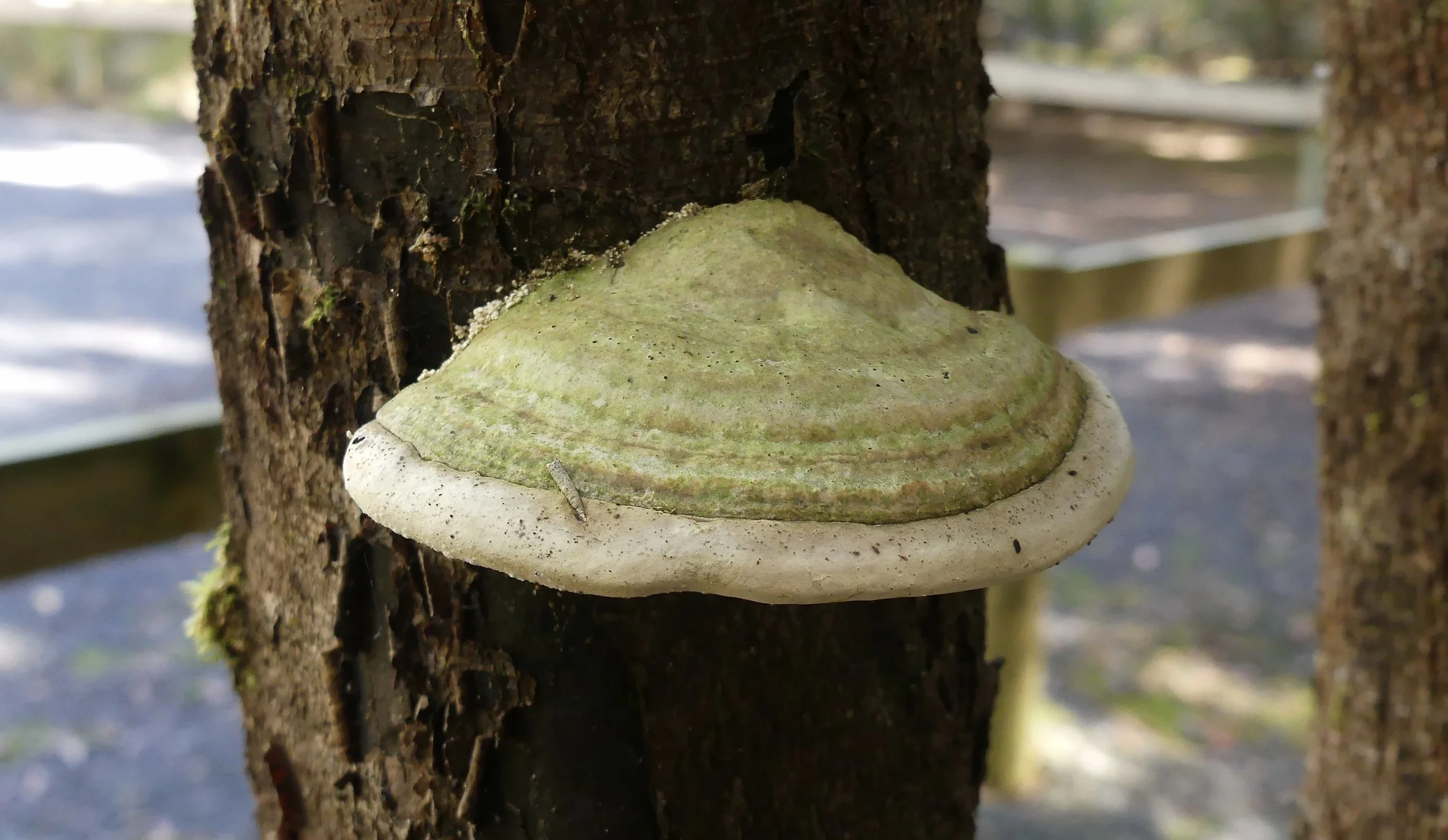 Above: random shelf fungus Left: Leatherwood trunk