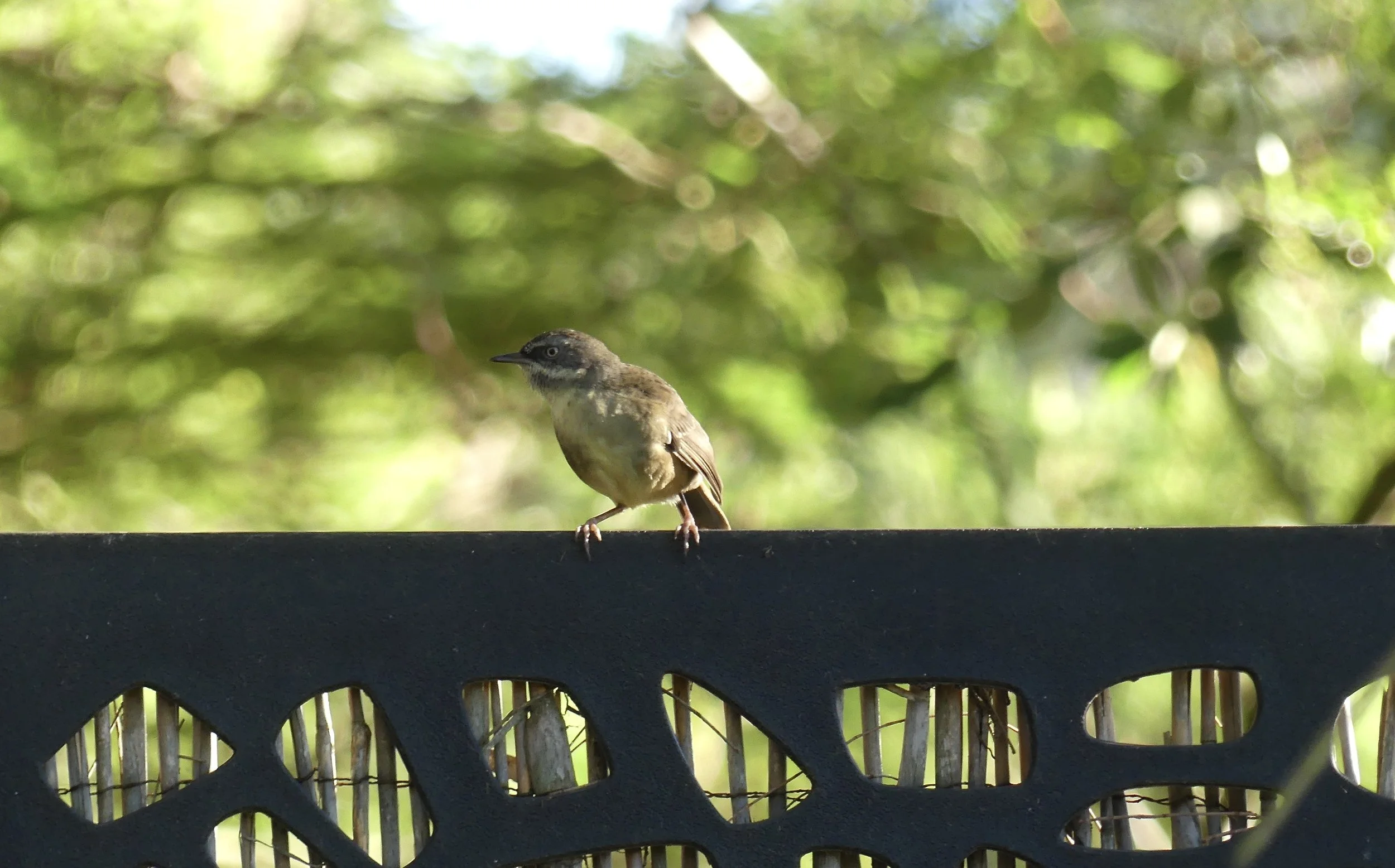 White-browed Scrubwren – a first for us