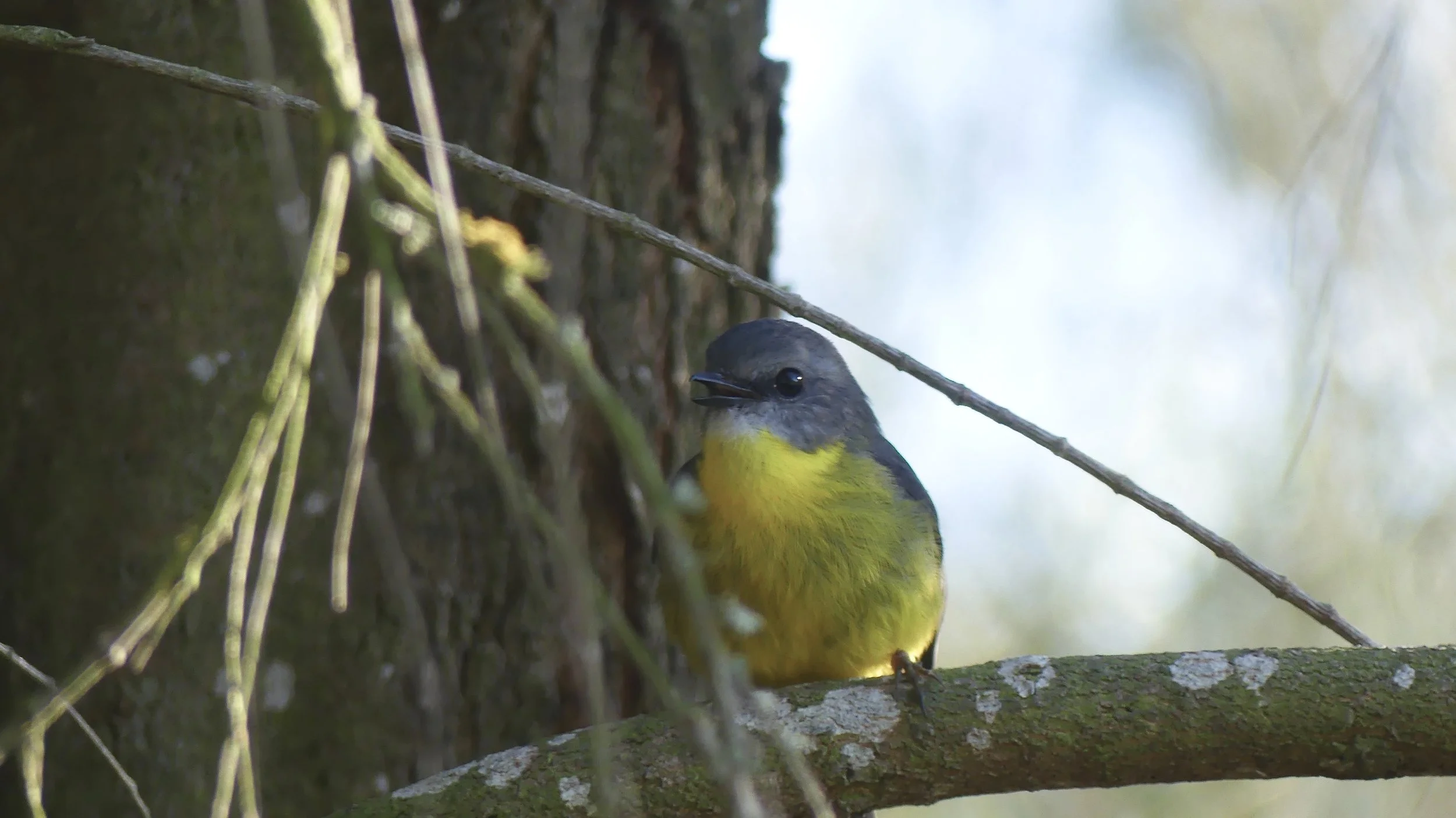 Eastern Yellow Robin