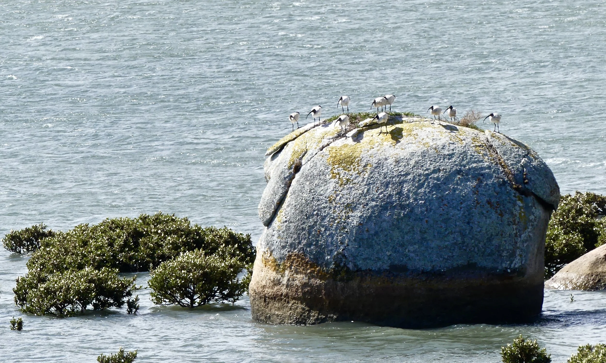 10 Ibis posing