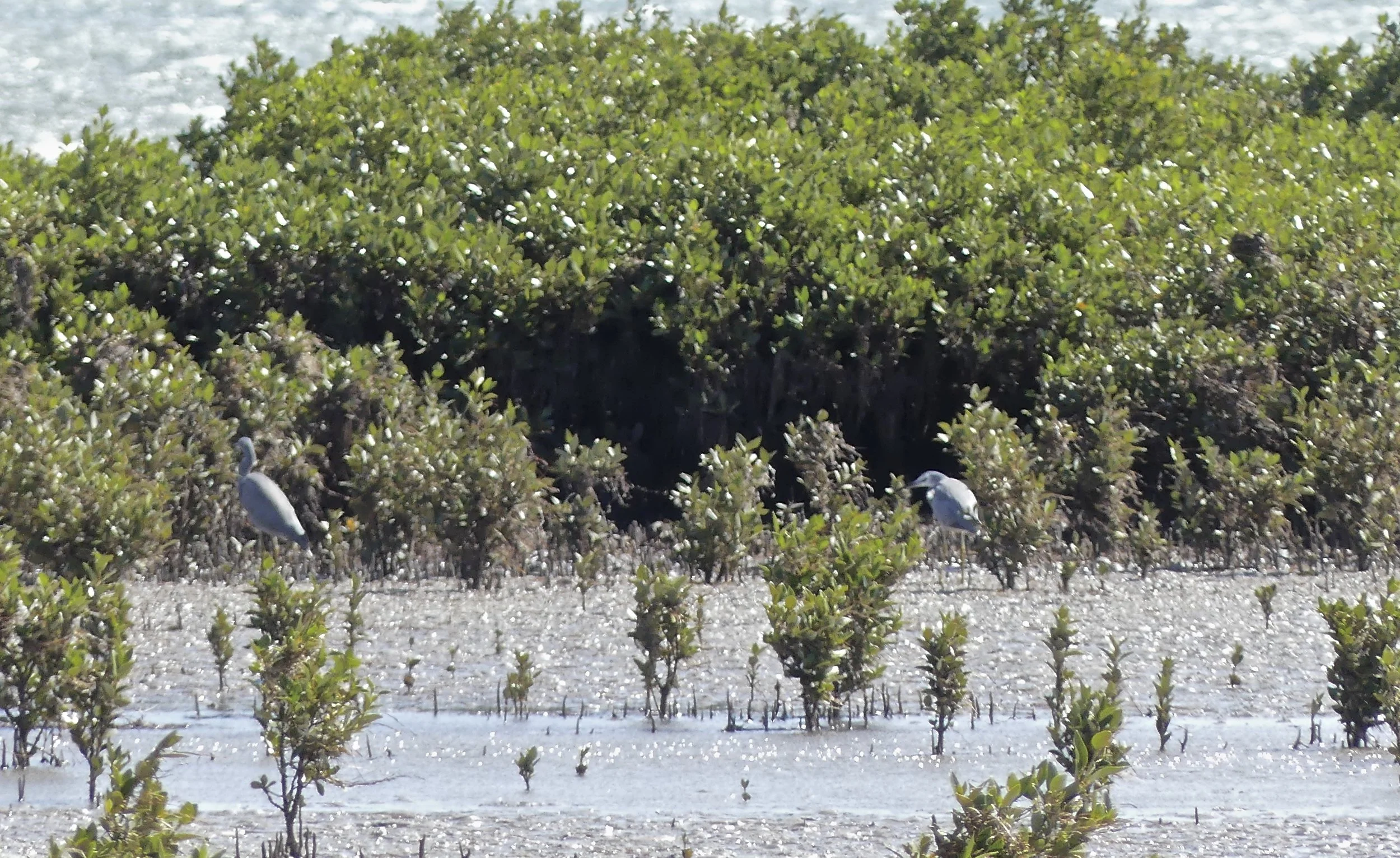 2 White-faced Herons hiding