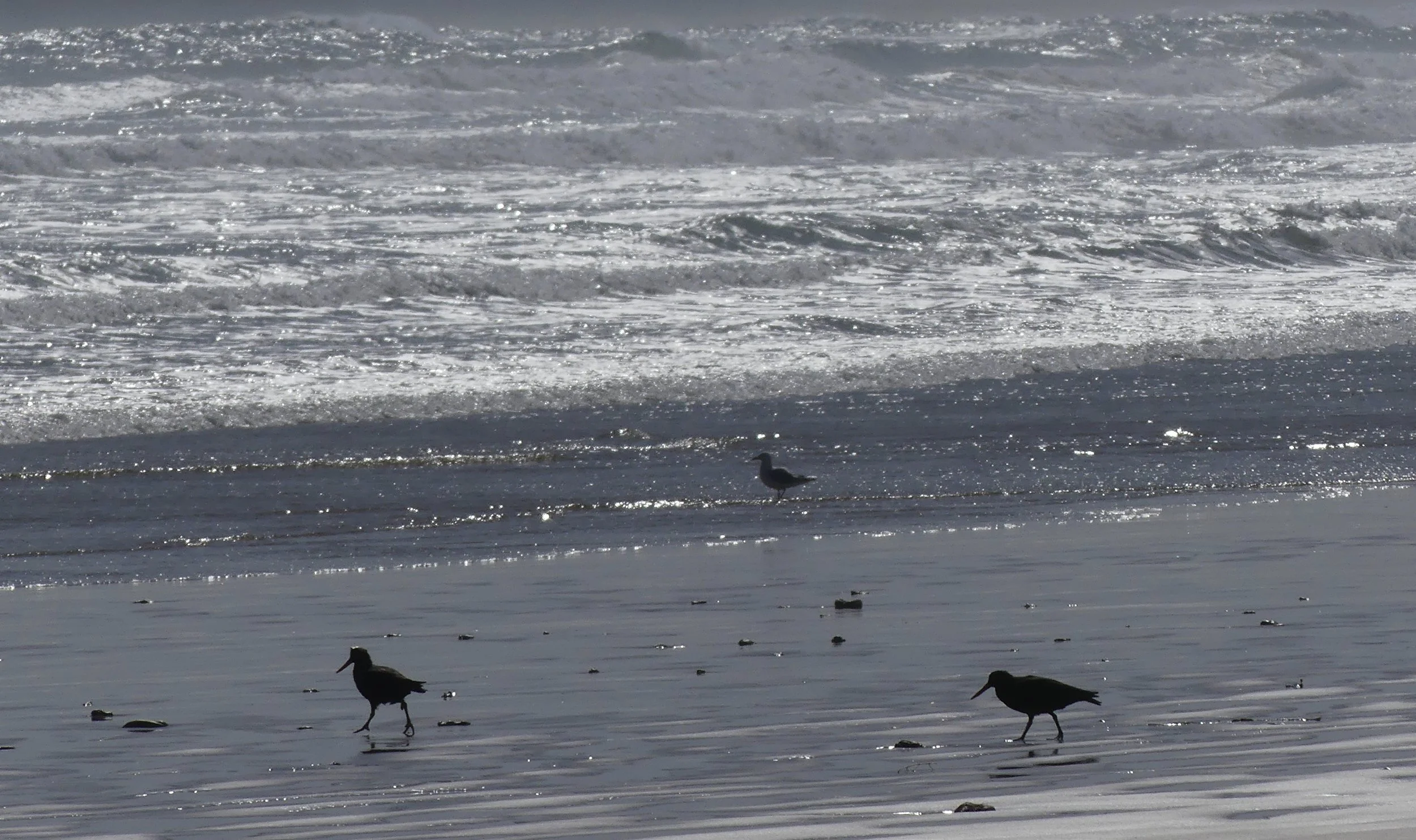 Sandpipers?