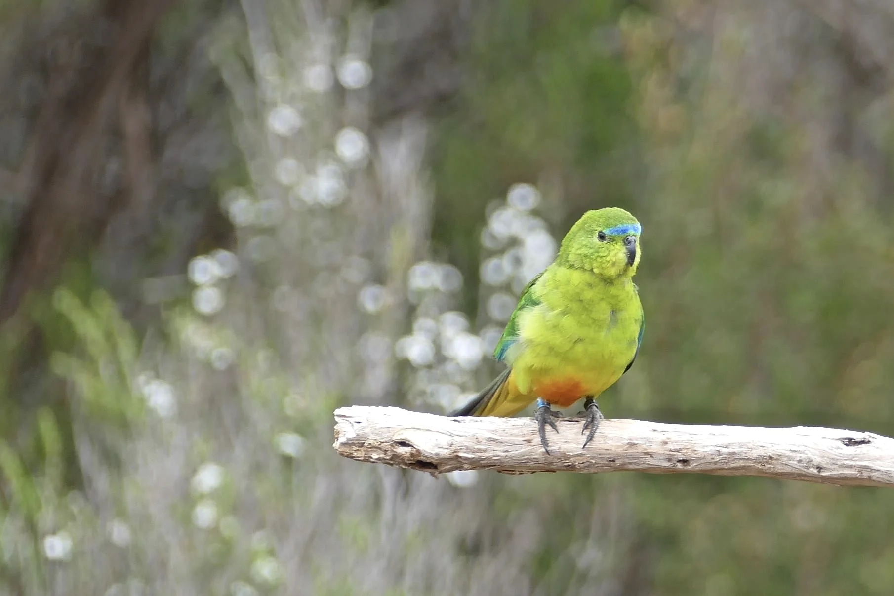 An OBP summer visitor to Melaleuca, Tasmania
