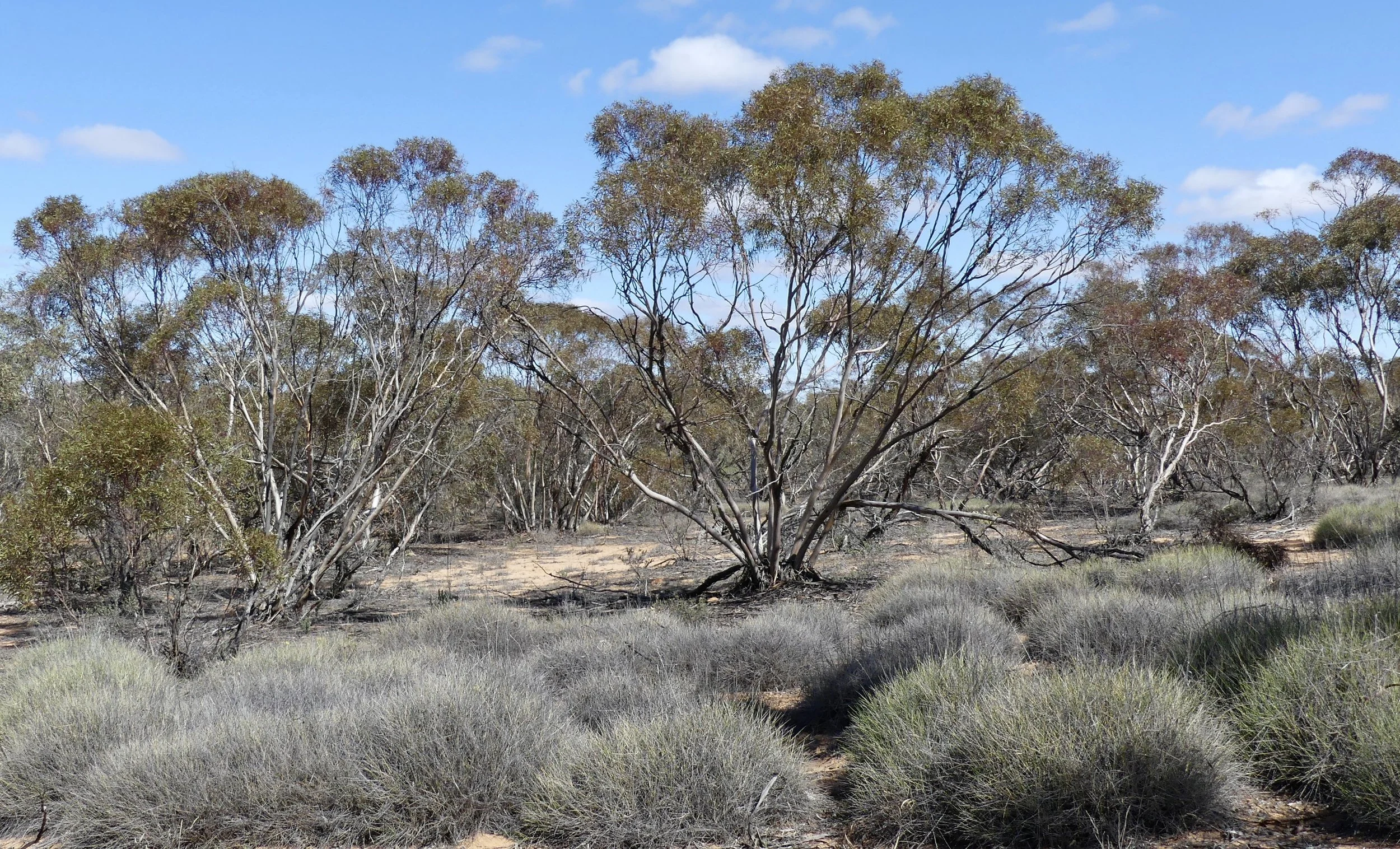 Mallee, spinifex, rock and dune