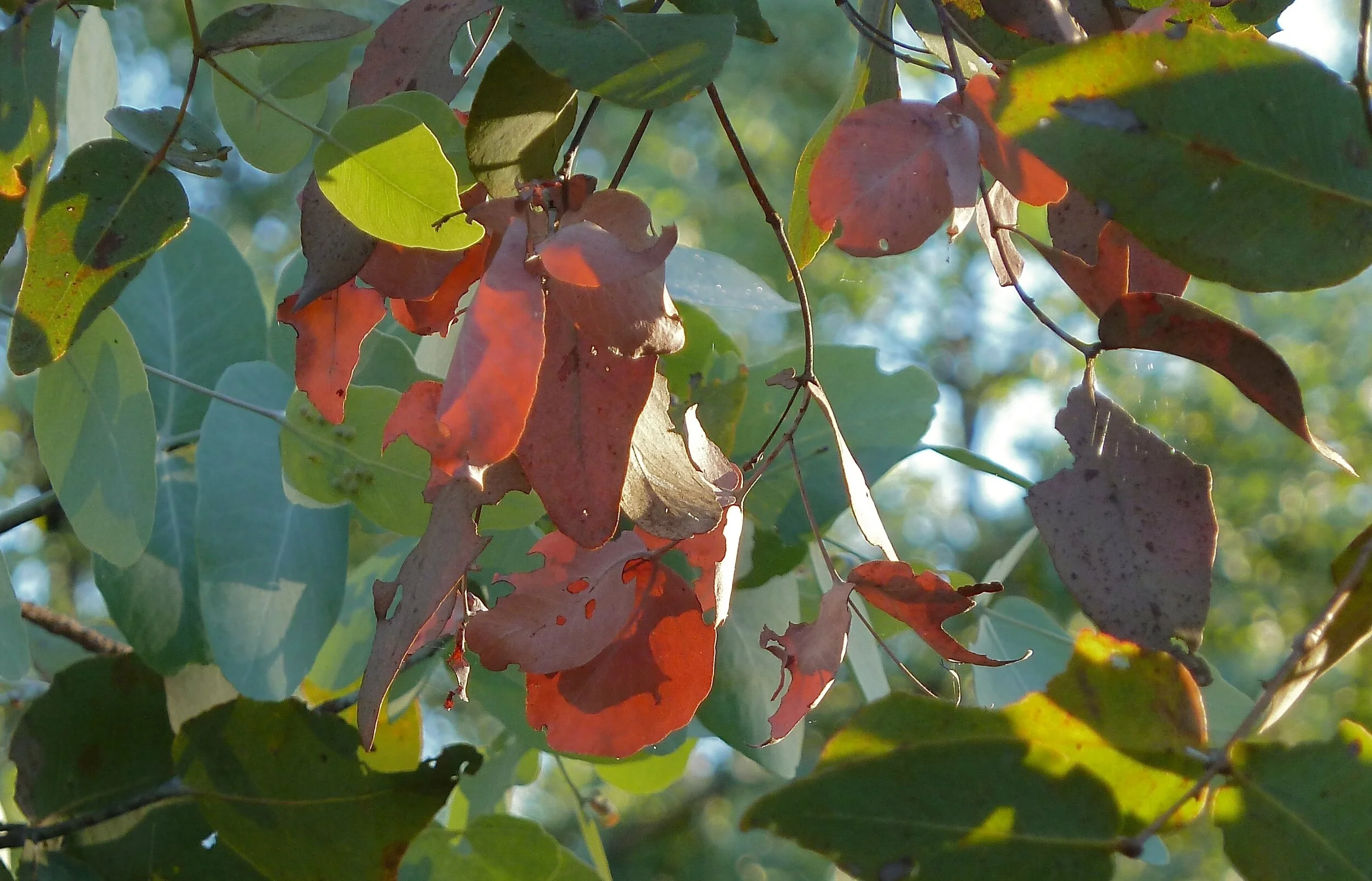 There's a Nature Refuge in Central Queensland...