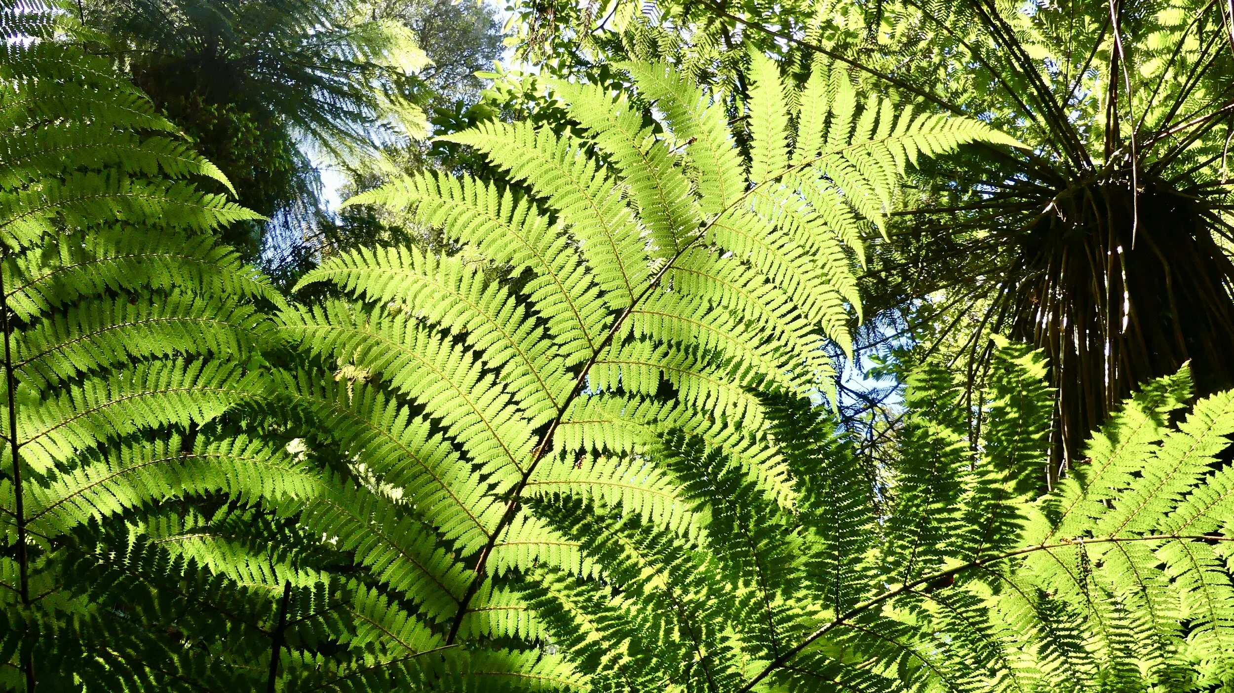 The Catlins: into the New Zealand bush