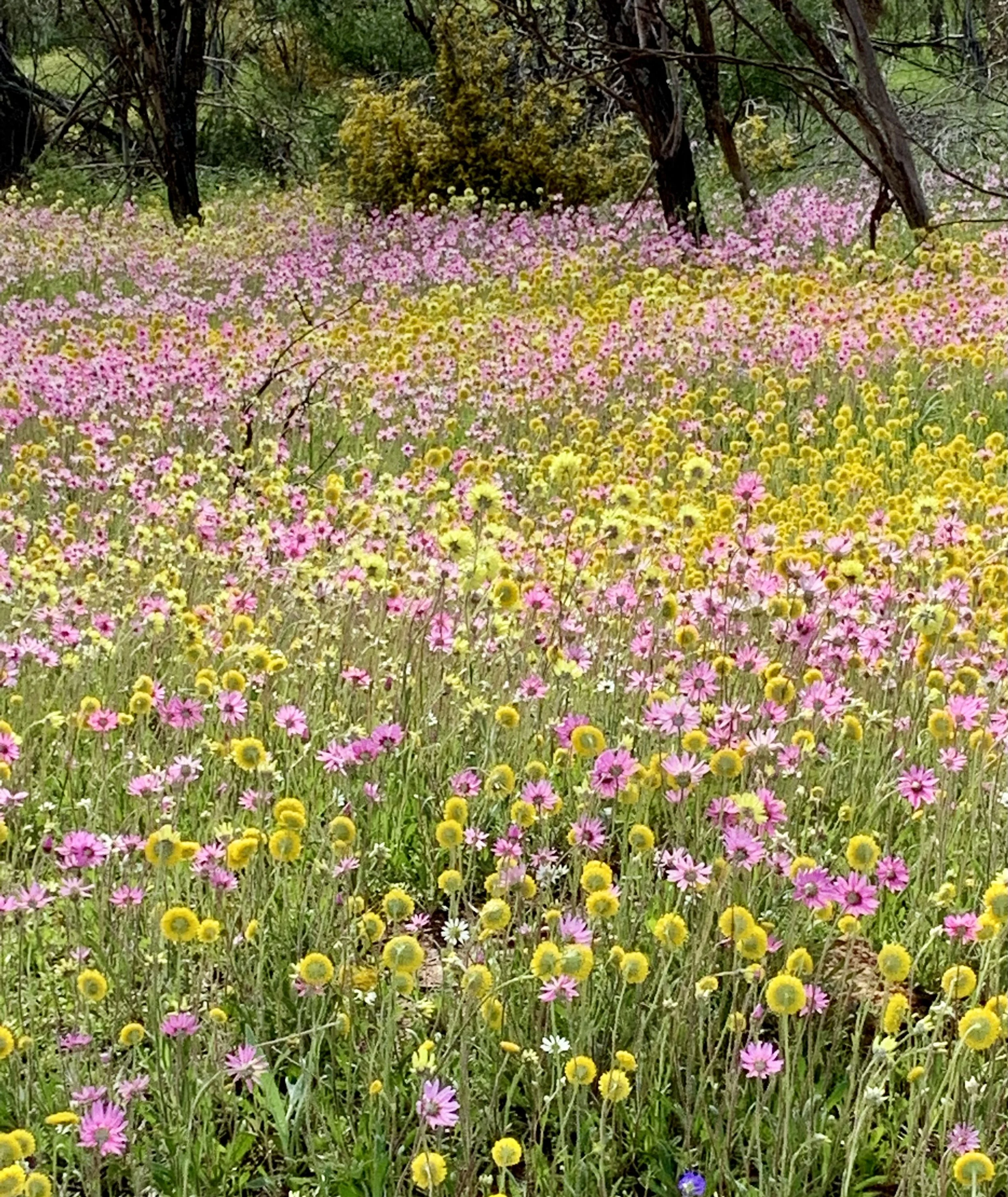 Flowerfields