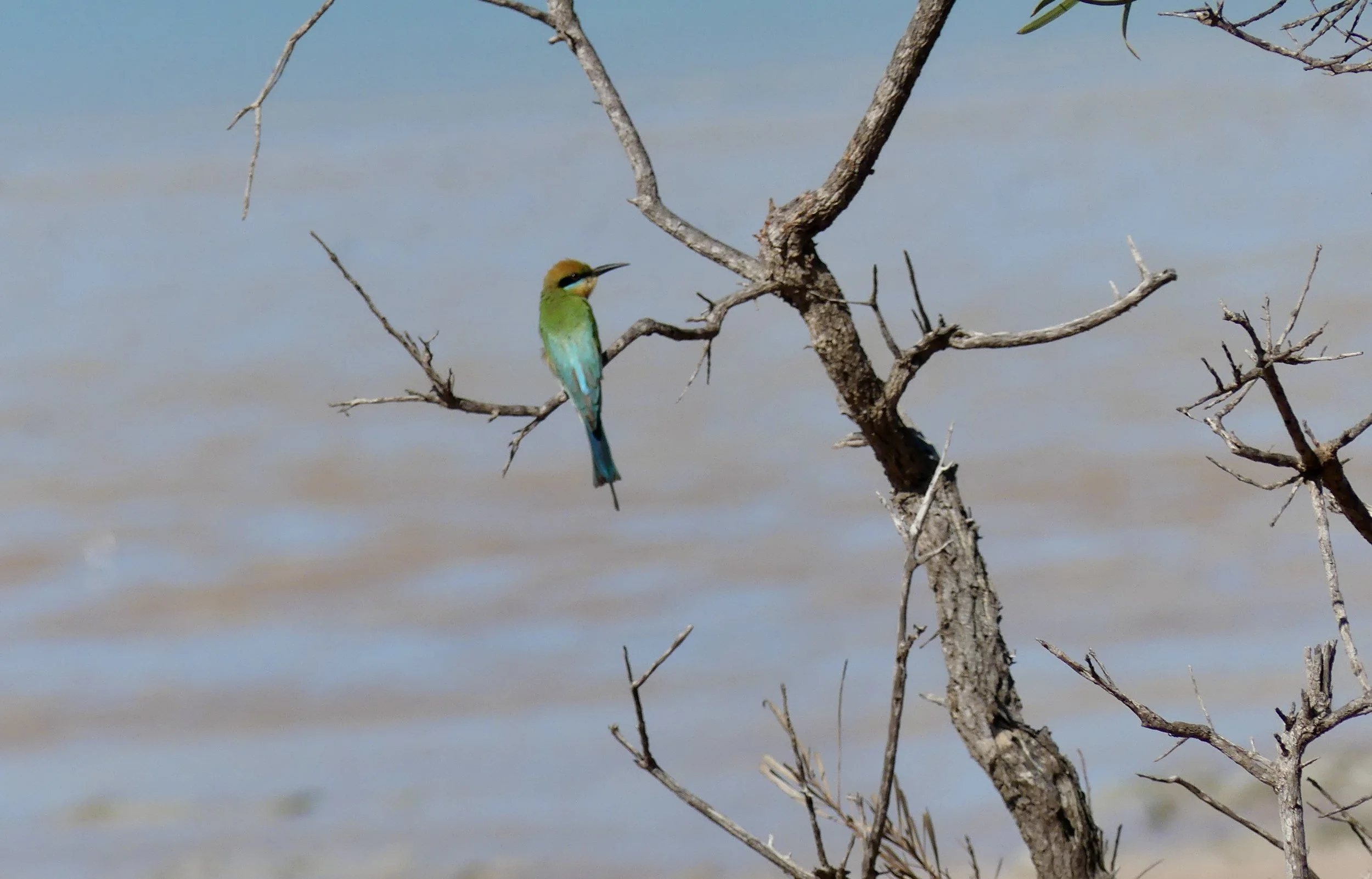 Birds and bottles in Broome