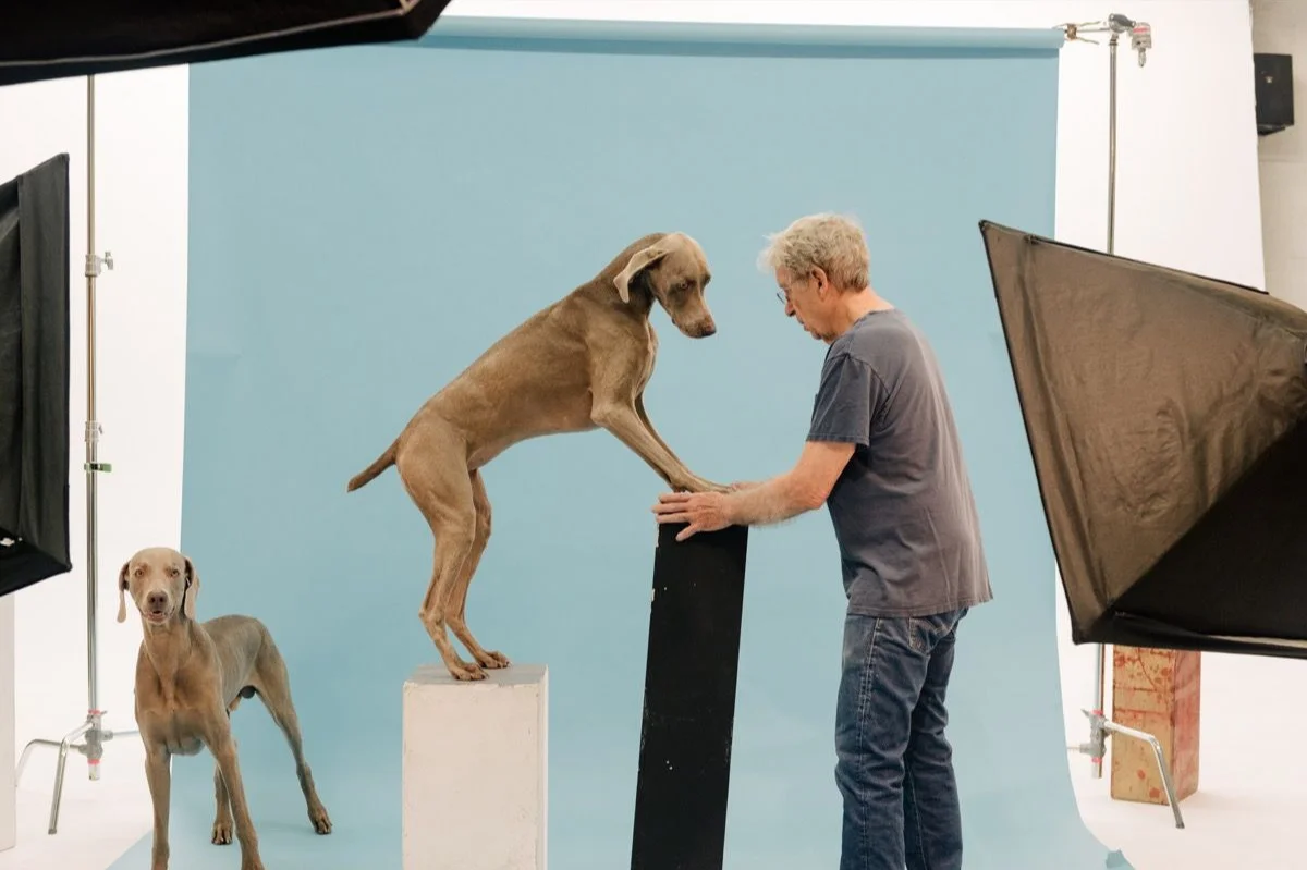 Being Human - William Wegman