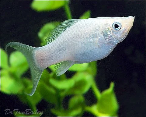 small white freshwater fish