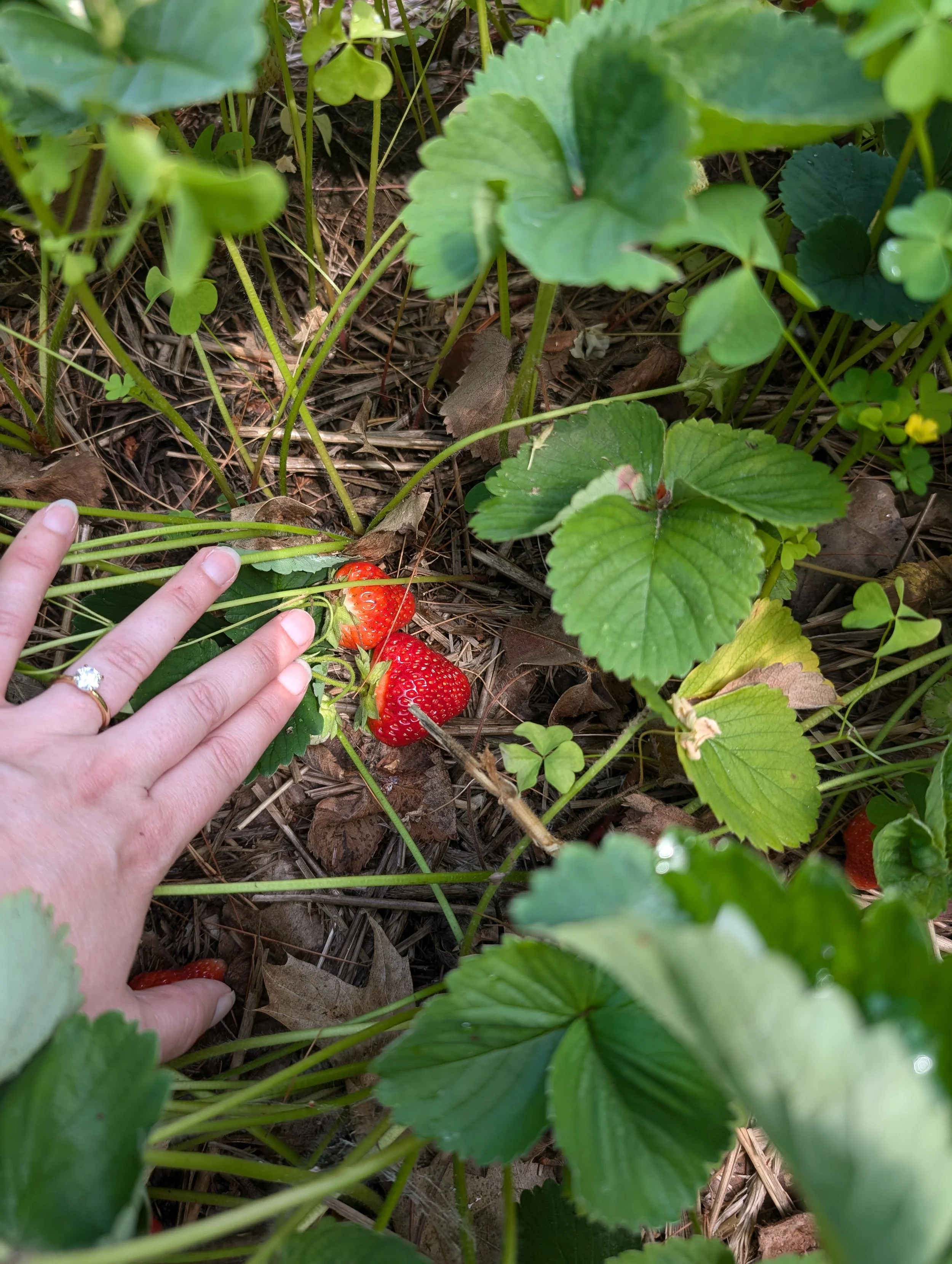 StrawberryPXL_20240630_155522432.jpg