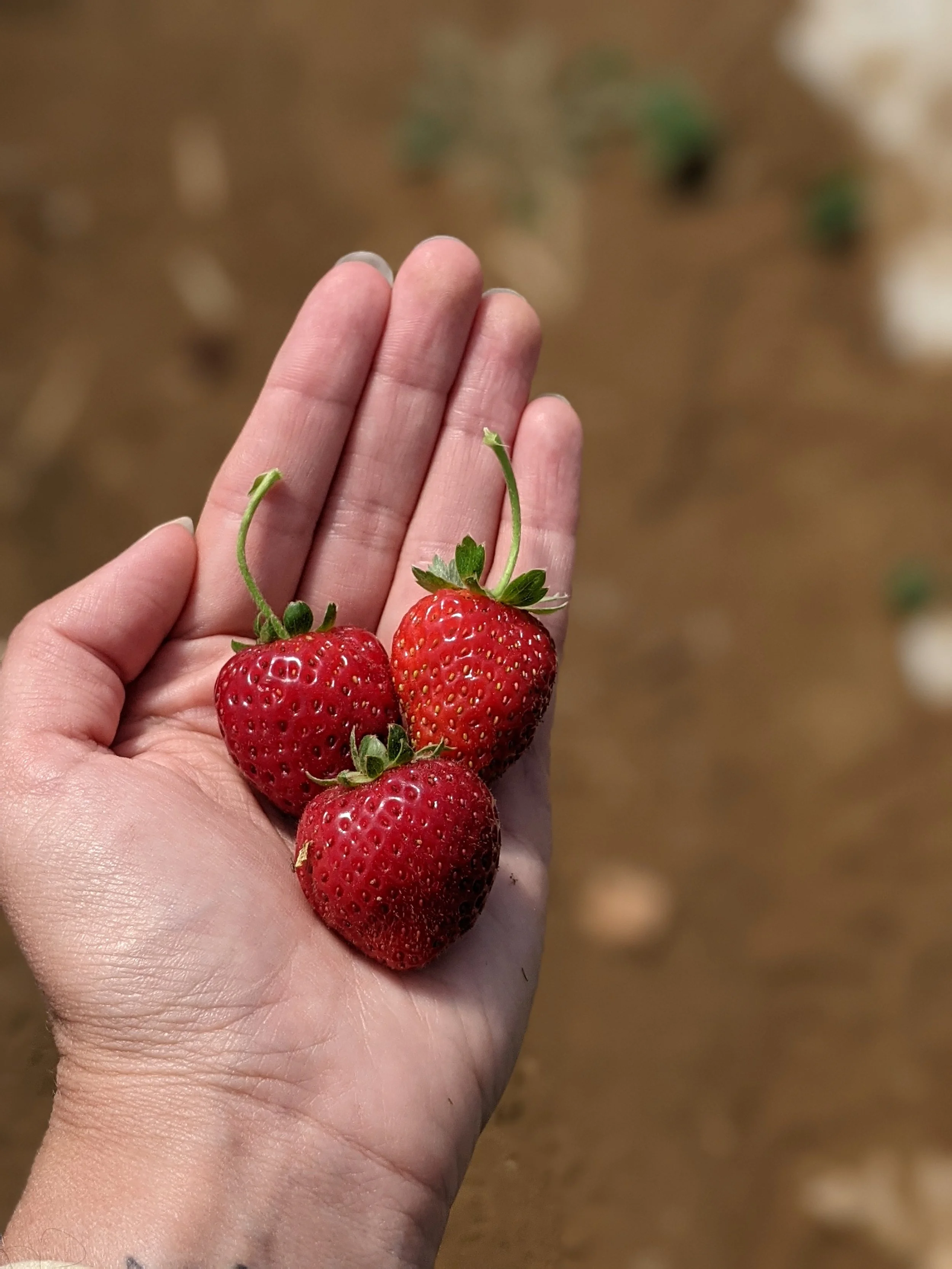 StrawberryPXL_20210731_152017881.PORTRAIT.jpg