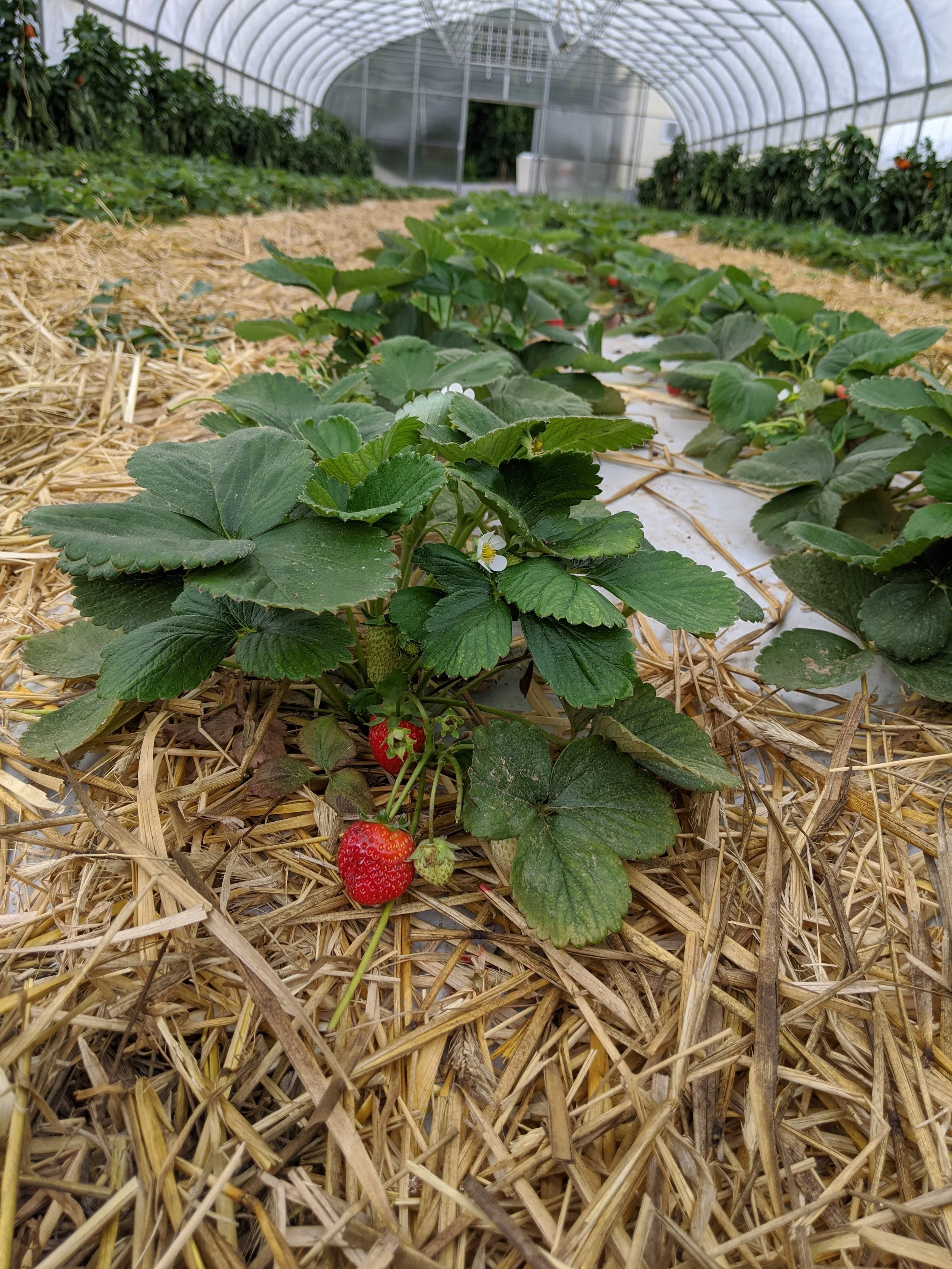 StrawberryGreenhouseIMG_20200807_172447.jpg