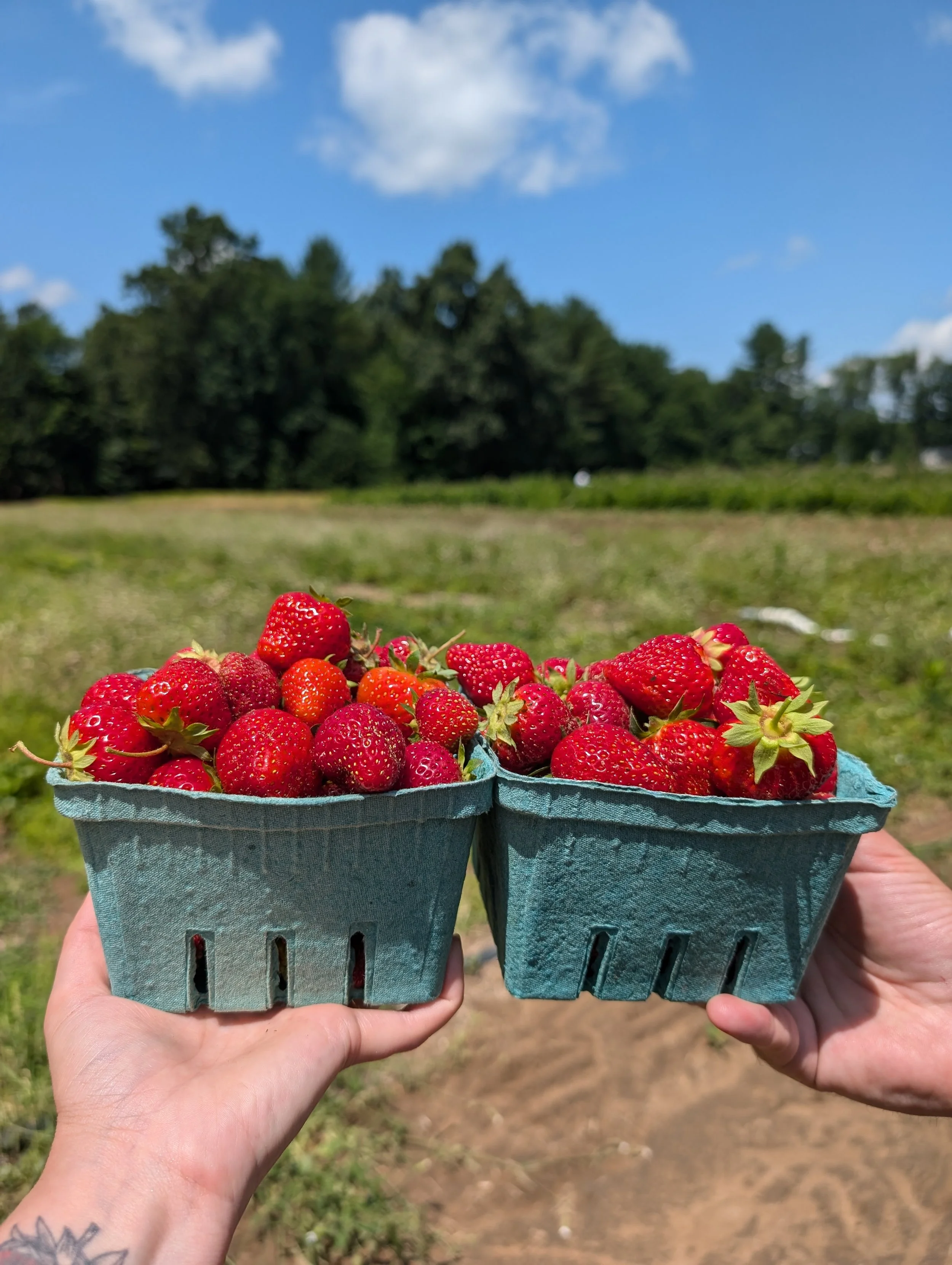 StrawberryBasketPXL_20240630_155848404.jpg