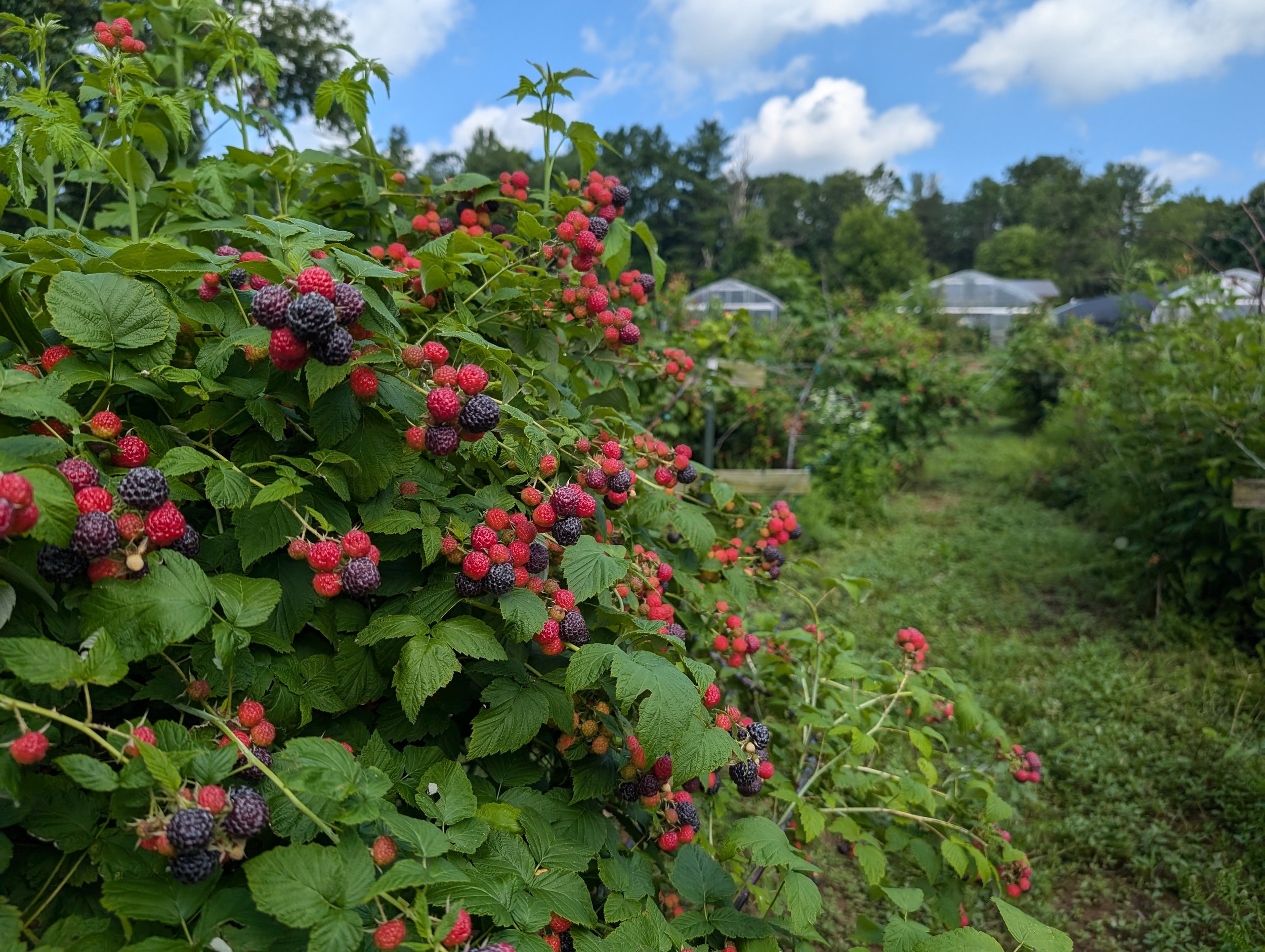 BllackRaspberryPXL_20240630_151736638.jpg
