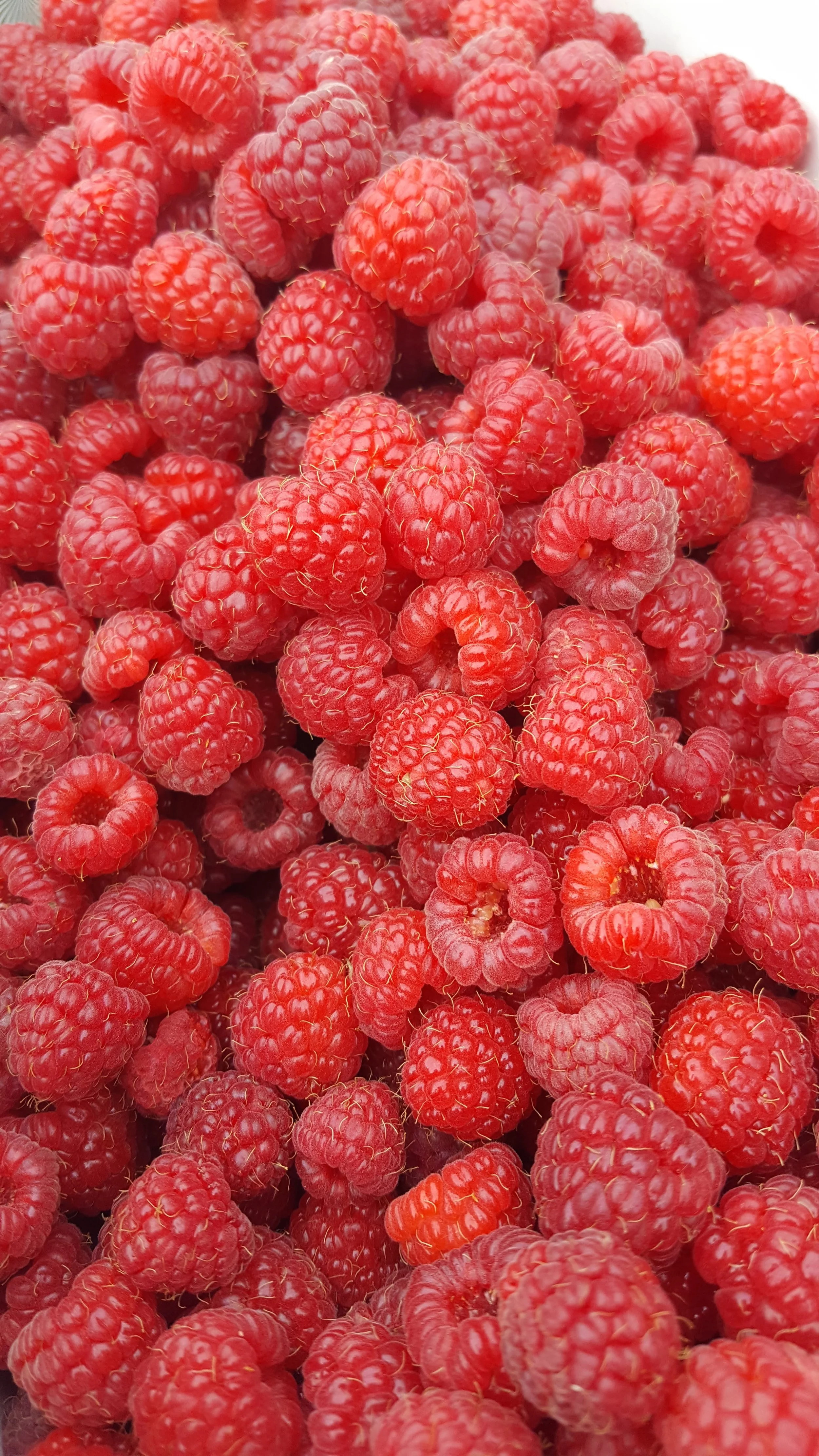 RedRaspberry20170710_175442.jpg