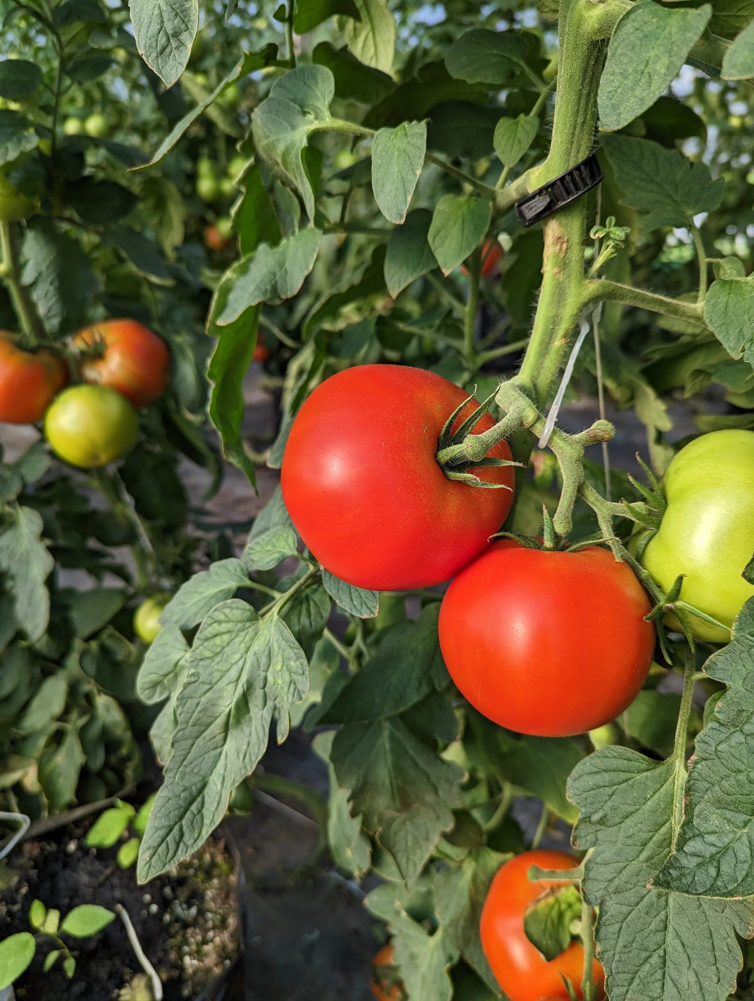 TomatoPXL_20230723_215948210.jpg