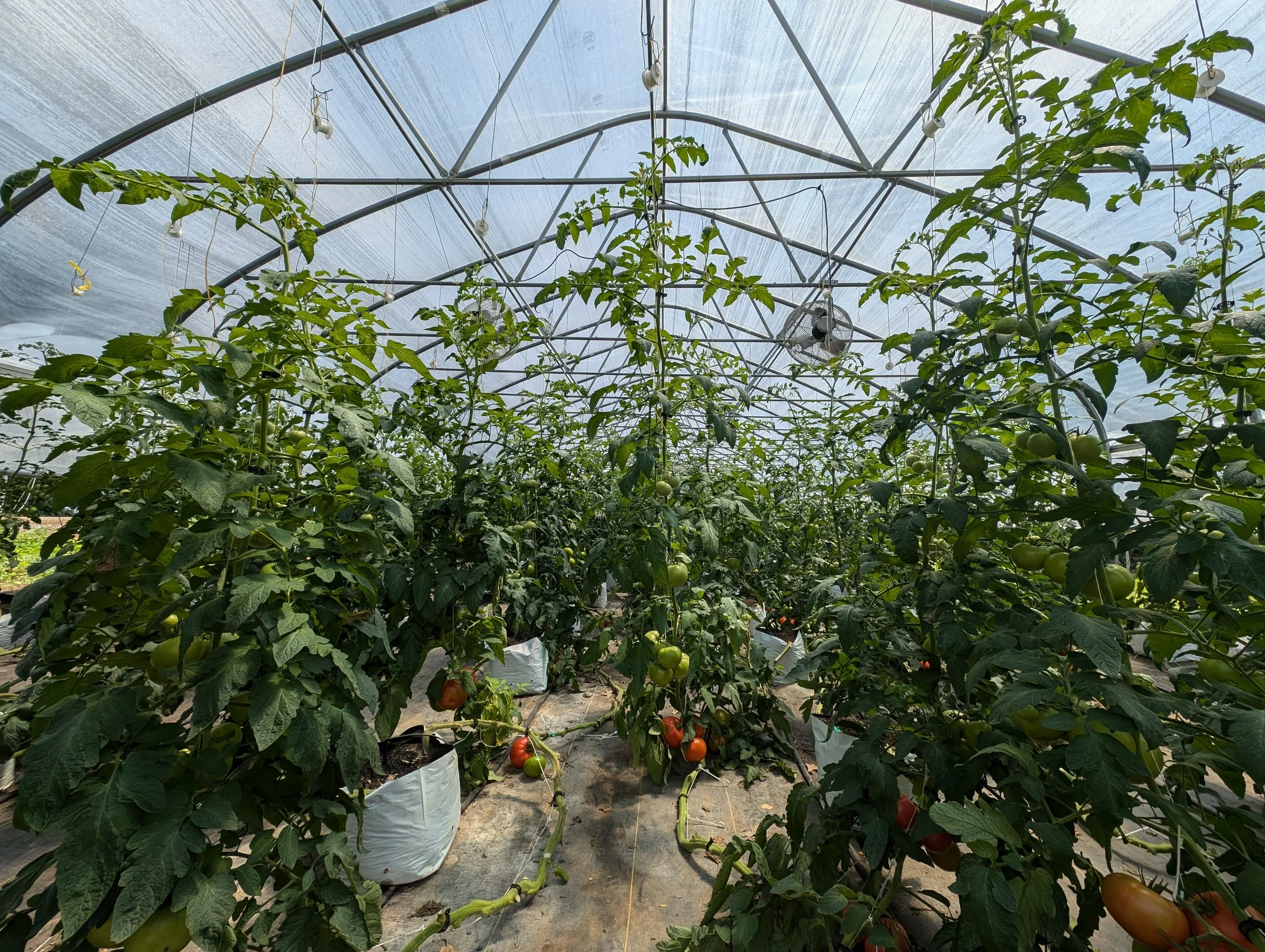 TomatoPXL_20240630_181615801.jpg