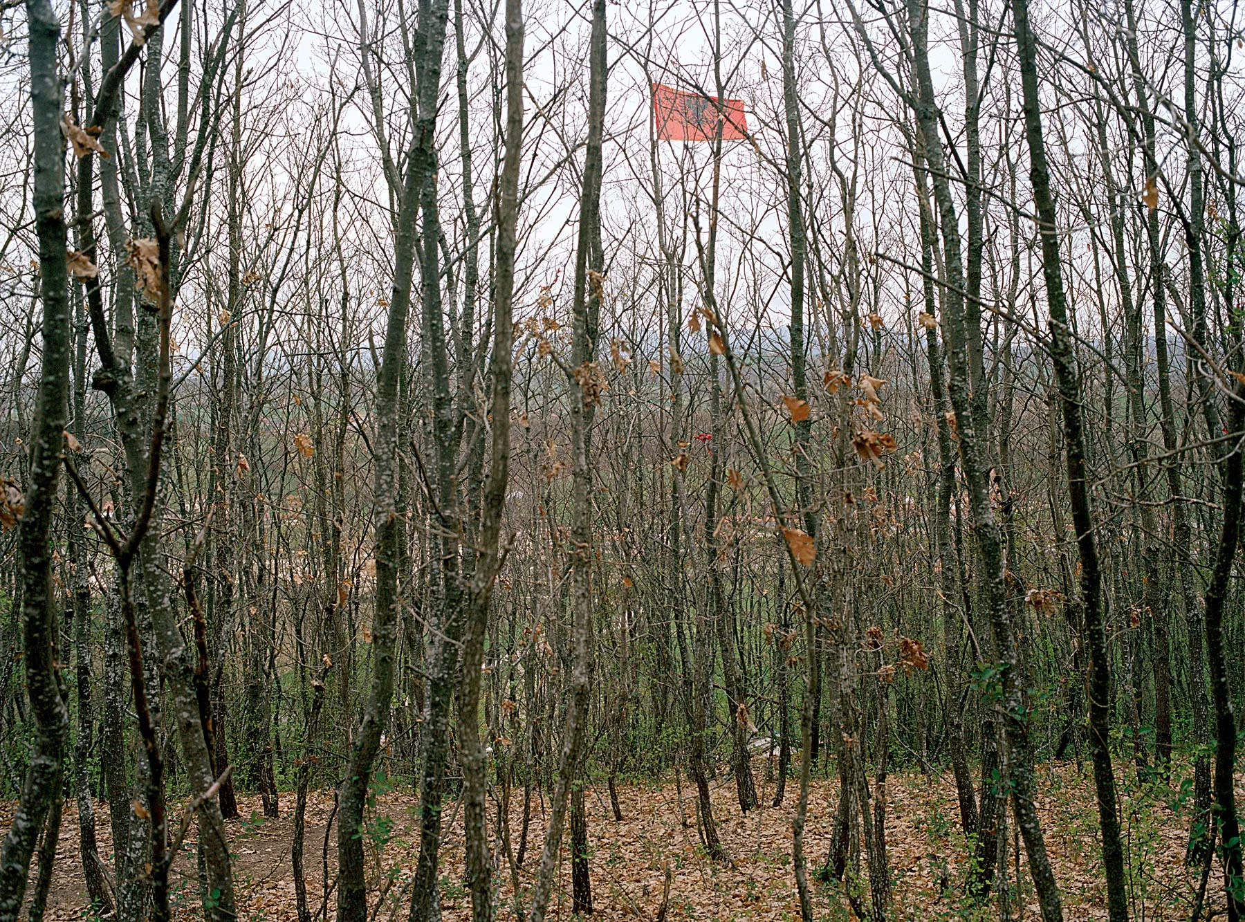 Die Albanische Flagge weht in einem Waldstück bei Donji Prekaz