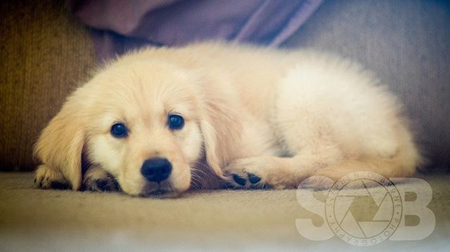 Charlie.
_______________________________

#goldensofig #goldenretriever #goldenretrieversofinstagram #betterwithpets #dogsofinstagram #fluffypack #gloriousgoldens #cute #welovegoldens #ilovemydog #dogcrushdaily #retrieveroftheday #goldenlife #feature