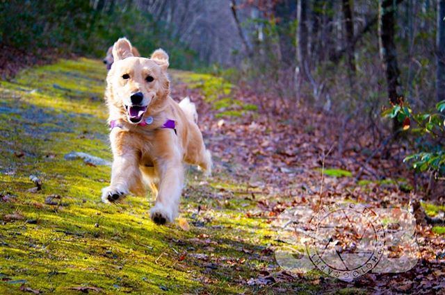 Charlie showing off her flying skills on the trail yesterday.
_______________________________

#goldensofig #goldenretriever #goldenretrieversofinstagram #betterwithpets #dogsofinstagram #fluffypack #gloriousgoldens #cute #welovegoldens #ilovemydog #