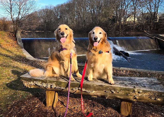 Charlie and Brady enjoying a walk around Clark&rsquo;s Pond this afternoon. Really would have been much nicer with an inch or two of snow on the ground.