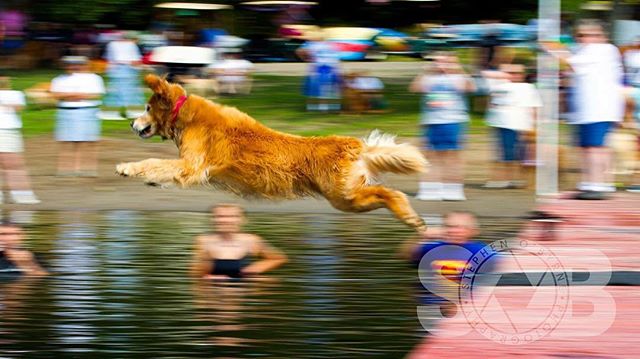 Dock diving.
___________________________
#dockdiving #goldenretriever #goldensofig #sobphotography #goldenretriever360 #dog #goldenretriever #goldstockcamp #canon #canonforum #dogphotography #dogsofinstagram #travelingwithdog