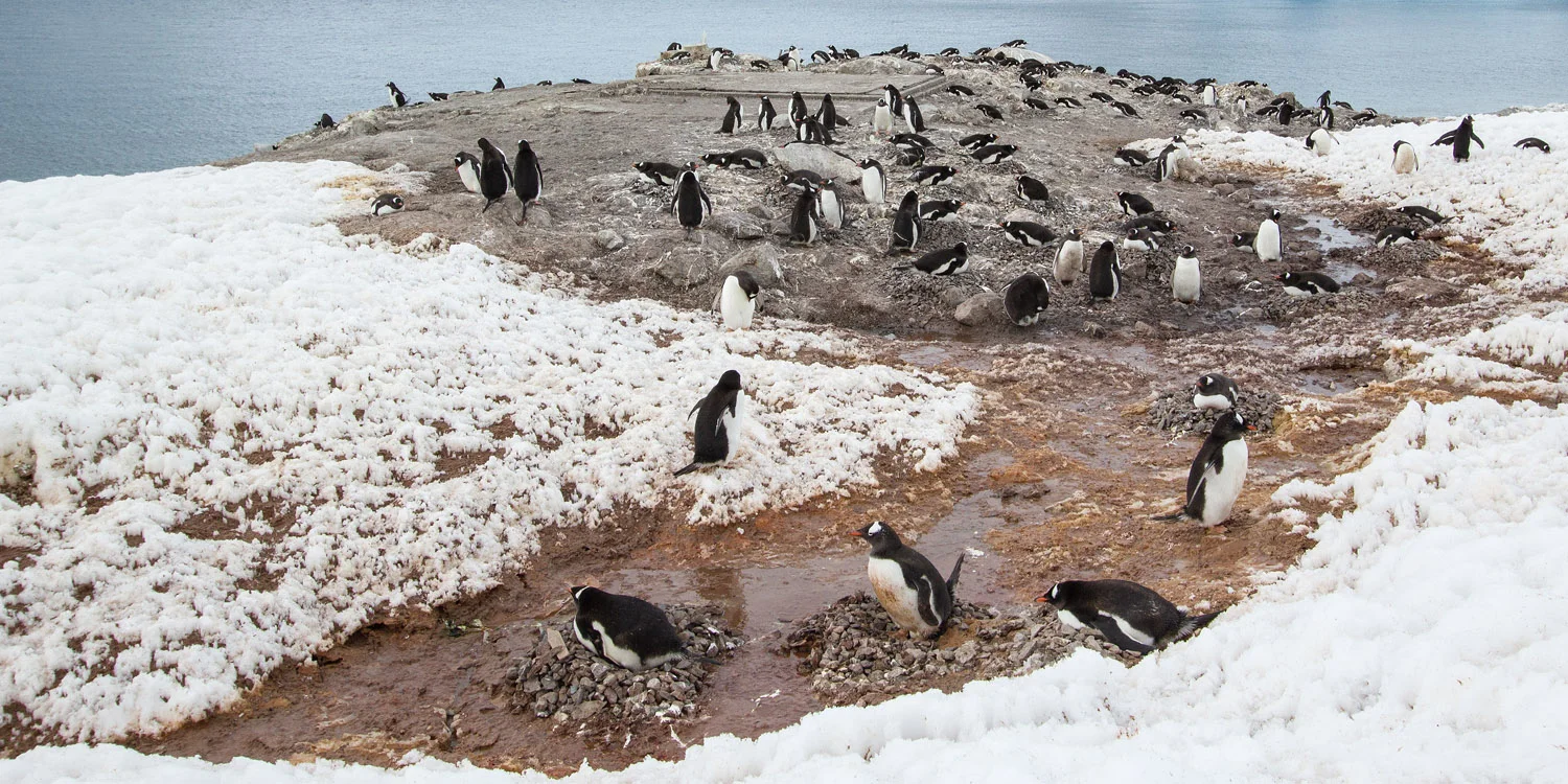 gentoo-penguin-colony-neko-harbour-12x6.jpg