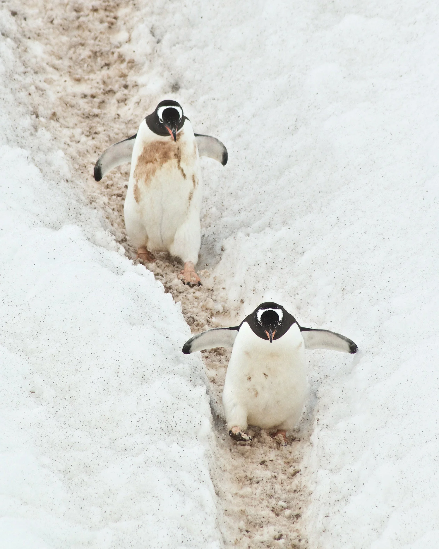 penguin-laying-eggs-12x6.jpg
