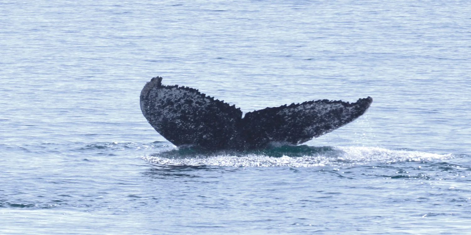 humpback-tail-closeup-12x6.jpg