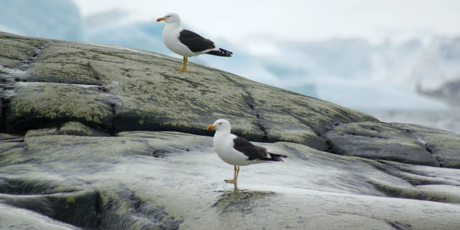 seagulls-12x6.jpg