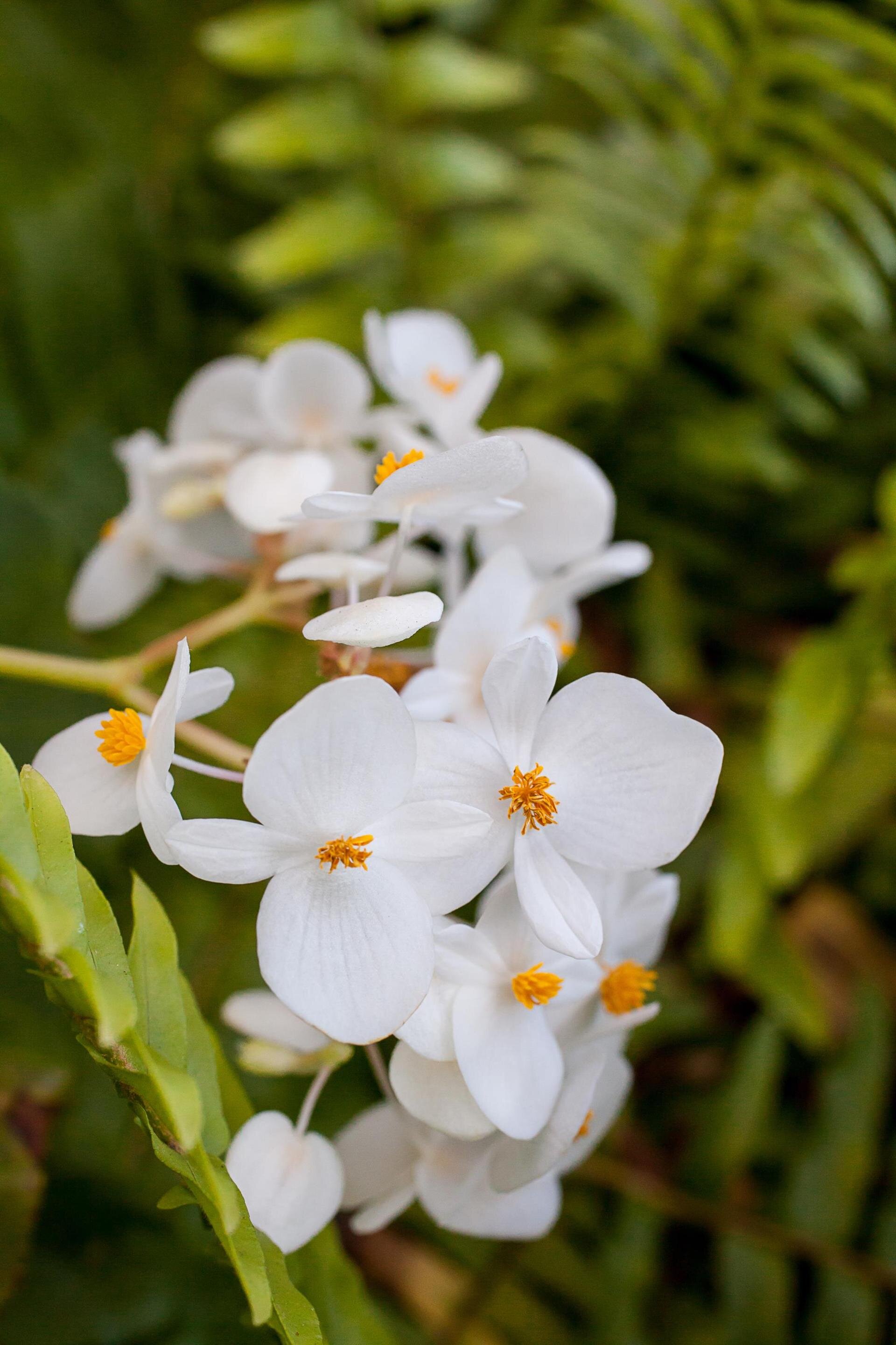 Marina Del Mar Resort & Marina Flowers on Property.jpg