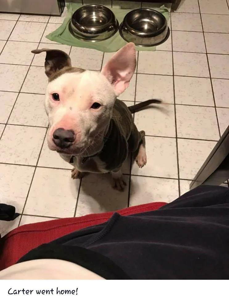 Carter