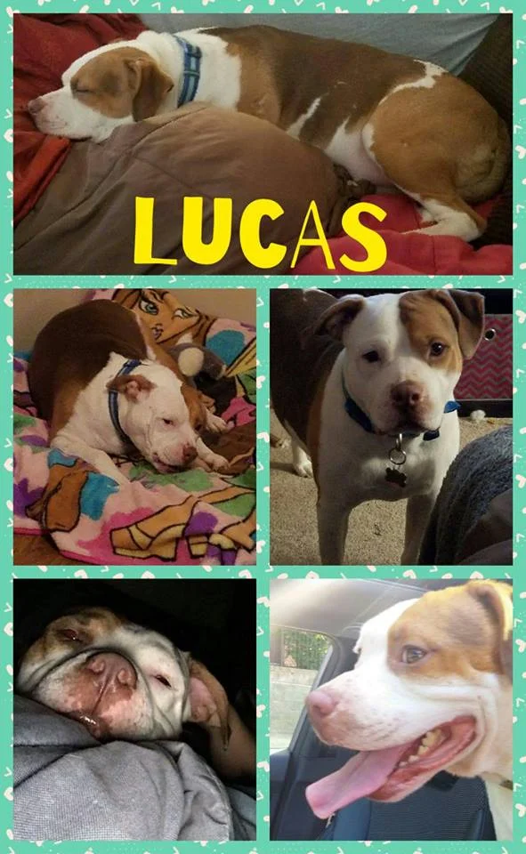 Lucas