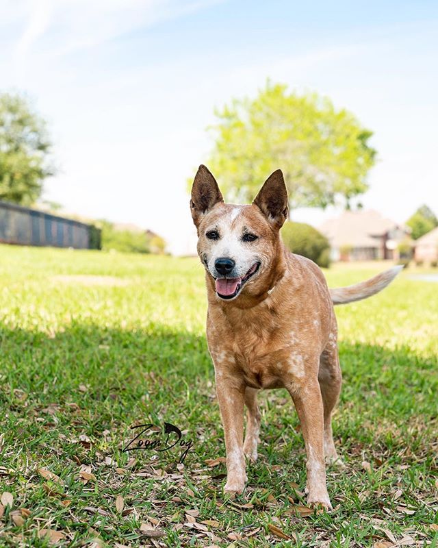 I’d like to introduce Zoey! She is one of the amazing Cattle Dogs that is available for adoption with @texascattledogrescue. She is looking for her forever home. I have spent some time with Zoey on several occasions to photograph her. Let me tell you! She is AMAZING! Has an awesome temperament, is a pleaser, a lover and gets along great with all. She is super trainable, food driven and just wants to be your best girl! She is spayed and current on all her vetting. She just needs the right person to take her over with an abundance of love! If interested in Zoey, make sure to reach out and contact @texascattledogrescue. Their website is www.texascattledogrescue.com They’ll be glad to answer any questions you have.