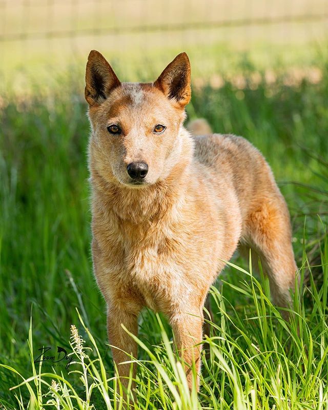 Another AMAZING and BEAUTIFUL red cattle dog I had the opportunity to photograph! As soon as I opened the door to step out of my Jeep, this girl greeted me with the happiest attitude you could ask for! She acted like she has known me all her life. She’s full of life and happy about it all. With eyes full of sunshine and a sweet loving temperament she’s going to make someone’s day bright everyday. This is Sunny! A lover, pleaser, smart and trainable girl with a wonderful temperament. Another one of the wonderful and beautiful ACD’s in the care of @texascattledogrescue and she is available for adoption! Sunny is fully vetted and ready to be in her forever home. Will that be you? Will Sunny be your ray of sunshine everyday? Contact @texascattledogrescue for any questions or more info on Sunny. www.texascattledogrescue.com