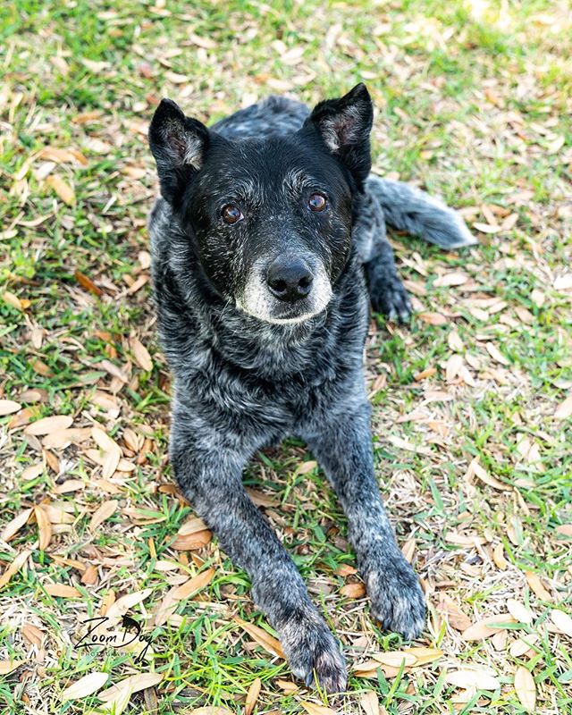 His coat may be a little frosty and he moves around a bit slower, but Sy is super sweet and wants to be your shadow. If you get up and leave the room, he will follow you wherever you go. He is a quiet dog that's pretty relaxed and just wants to be petted. He doesn’t need long walks, but enjoys a daily 30 foot trip to the mailbox.
He is house trained and can either be in his crate or out. He lives peacefully with other dogs and really doesn't pay much attention to them.
We aren't sure what Sy's story was before he came to @texascattledogrescue a month ago, but it appears he's had it a little rough. He's about 10-12 years old and a bit arthritic. He takes joint supplements to help with that. He's also heartworm positive, but we don't want to stress him out by putting him through heartworm treatment, so he is taking heartworm prevention so at least he won't get any new worms.
Sy would love a place to hang out for his remaining time. It may be a couple of months or a couple of years. But we promise, the time he's with you will make both of you very happy. :-) Contact @texascattledogrescue for more info or visit their website at www.texascattledogrescue.com.