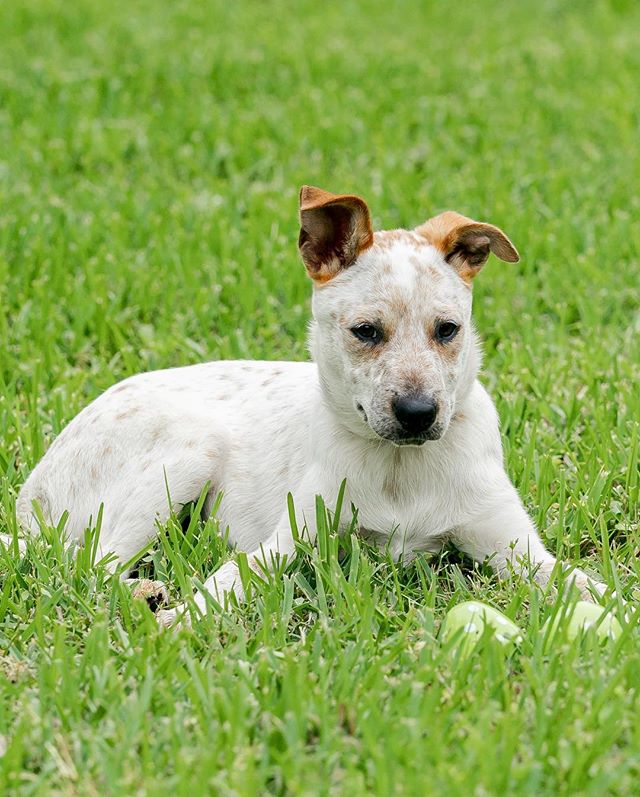 A super sweet puppy that’s with @texascattledogrescue along with two of his litter mates. This is Fred! He is one of the three I’ll be posting about over the next few days. Fred and his brother and sister were born on December 25, 2018 and are now 4 months old. Sadly we are positive that Fred is deaf. So he will require a special home that understands him as a heeler and also as a deaf heeler. He is a little shy and depends on his sister but with consistency, training and love he is going to do fantastic for someone! Is your heart and home for him?! Fred is current on all vaccinations, worming, microchipping and is already neutered. Contact @texascattledogrescue for more information on Fred.