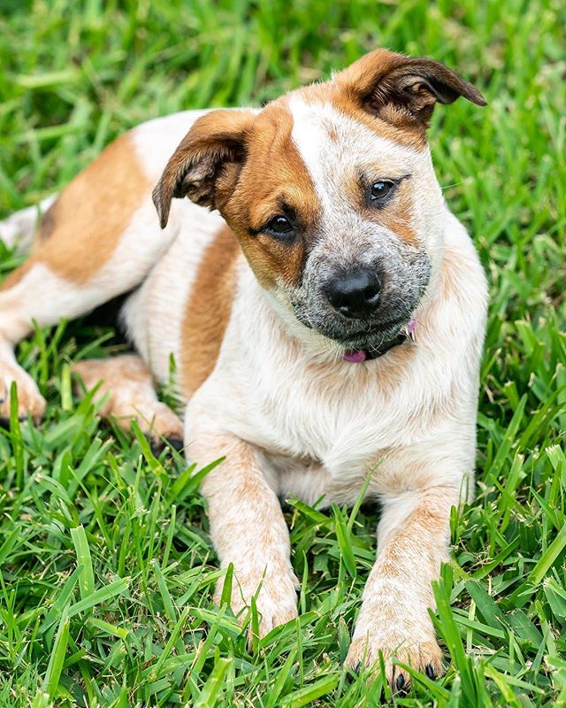 Awe.... did I get your attention?! I’m Ethel, sister to Fred who was featured before me! I’m available for adoption through @texascattledogrescue. Born on December 25, 2018 I’m now 4 months old. Current on vaccinations, worming, microchipped and spayed. Yup! I’m all ready to go and ready to share my devotion and love! Please contact @texascattledogrescue for more information about me!
www.texascattledogrescue.com