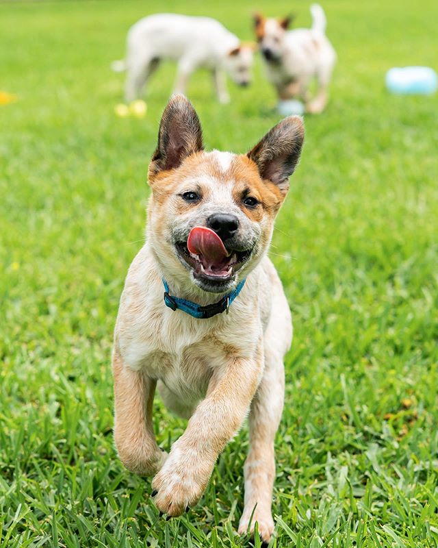 Felix is one of a litter of 3 that @texascattledogrescue rescued. You can see Ethel and Fred in my previous post. Born December 25, 2018 and now 4 months old. Felix, along with his litter mates, is fully vetted and ready for his new home. Felix is full of life, a smart little guy and wanting to please you.
These puppies are all crate and house trained. They also know how to use a dog door, have been taught how to swim in a pool and locate the exit to get out. These are some smart puppies and they are ready to get into their new homes and enjoy time with their own person!
Please contact @texascattledogrescue for more information on Felix or his siblings. You can also check them out on their website, www.texascattledogrescue.com.