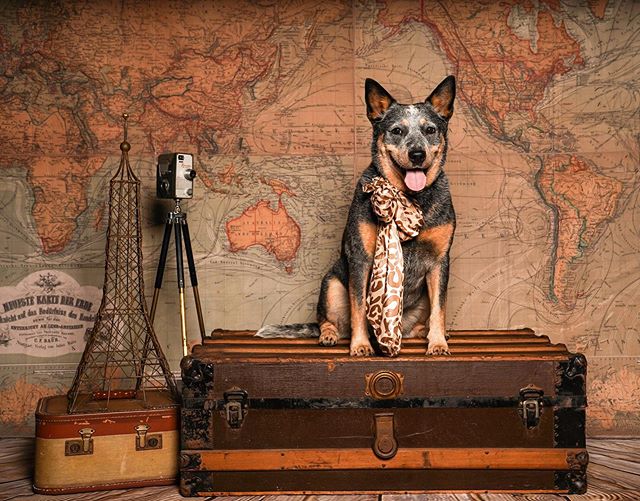 Hey y’all! If you happen to be @houstondogshows #houstonworldseriesofdogshows stop by @texascattledogrescue booth #930 where I’ll be doing portraits. For a $15 donation you can get your dogs photo done on our vintage travel theme backdrop! All proceeds are paid to and go directly to @texascattledogrescue. We look forward to seeing you!