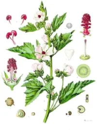 Helpful for skin conditions such as: Rosacea. Sensitive skin -Dry skin, including dry psoriasis and dry eczema (as a wash). Aging skin - Marshmallow root is plumping and can sooth out fine lines, even redness and heal abrasions, nicks and other small cuts present on the skin. The most anti-inflammatory of all the common mucilages (remember, inflammation is the cause of many skin ailments). Emollient- water follows salt and marshmallow has a salty nature. Softens and breaks up hard tissues. Primary remedy for a broad range of conditions, normalizer that reestablishes balance. Specific for people who have hardening of personality, intolerance and to regulate lower chakras and strong emotions. Great for use on sore nipples.